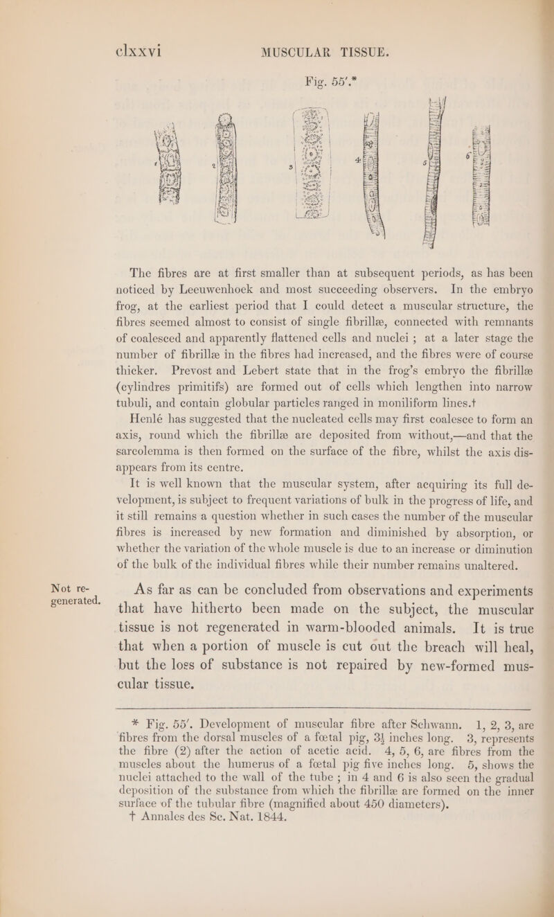 Not re- generated. clxxvl MUSCULAR TISSUE. The fibres are at first smaller than at subsequent periods, as has been noticed by Leeuwenhoek and most succeeding observers. In the embryo frog, at the earliest period that I could detect a muscular structure, the fibres seemed almost to consist of single fibrille, connected with remnants of coalesced and apparently flattened cells and nuclei; at a later stage the number of fibrillee in the fibres had increased, and the fibres were of course thicker. Prevost and Lebert state that in the frog’s embryo the fibrille (cylindres primitifs) are formed out of cells which lengthen into narrow tubuli, and contain globular particles ranged in moniliform lines.t Henlé has suggested that the nucleated cells may first coalesce to form an axis, round which the fibrille are deposited from without,—and that the sarcolemma is then formed on the surface of the fibre, whilst the axis dis- appears from its centre. It is well known that the muscular system, after acquiring its full de- velopment, is subject to frequent variations of bulk in the progress of life, and it still remains a question whether in such cases the number of the muscular fibres is increased by new formation and diminished by absorption, or whether the variation of the whole muscle is due to an increase or diminution of the bulk of the individual fibres while their number remains unaltered. As far as can be concluded from observations and experiments that have hitherto been made on the subject, the muscular tissue 1s not regenerated in warm-blooded animals. It is true that when a portion of muscle is cut out the breach will heal, but the logs of substance is not repaired by new-formed mus- cular tissue. * Fig. 55’. Development of muscular fibre after Schwann. 1, 2, 3, are fibres from the dorsal muscles of a foetal pig, 3} inches long. 3, represents the fibre (2) after the action of acetic acid. 4, 5, 6, are fibres from the muscles about the humerus of a feetal pig five inches long. 5, shows the nuclei attached to the wall of the tube ; in 4 and 6 is also seen the gradual deposition of the substance from which the fibrille are formed on the inner surface of the tubular fibre (magnified about 450 diameters). + Annales des Se. Nat. 1844.