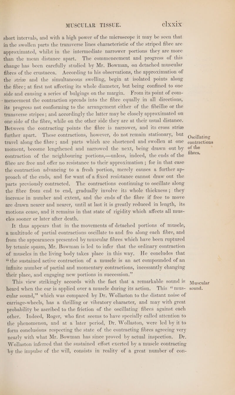 short intervals, and with a high power of the microscope it may be seen that in the swollen parts the transverse lines characteristic of the striped fibre are approximated, whilst in the intermediate narrower portions they are more than the mean distance apart. The commencement and progress of this change has been carefully studied by Mr. Bowman, on detached muscular fibres of the crustacea. According to his observations, the approximation of the strice and the simultaneous swelling, begin at isolated points along the fibre; at first not affecting its whole diameter, but being confined to one side and causing a series of bulgings on the margin. From its point of com- ~mencement the contraction spreads into the fibre equally in all directions, its progress not conforming to the arrangement either of the fibrillee or the transverse stripes; and accordingly the latter may be closely approximated on one side of the fibre, while on the other side they are at their usual distance. Between the contracting points the fibre is narrower, and its cross strie further apart. These contractions, however, do not remain stationary, but travel along the fibre ; and parts which are shortened and swollen at one moment, become lengthened and narrowed the next, being drawn out by contraction of the neighbouring portions,—unless, indeed, the ends of the fibre are free and offer no resistance to their approximation ; for in that case the contraction advancing to a fresh portion, merely causes a further ap- proach of the ends, and for want of a fixed resistance cannot draw out the parts previously contracted. The contractions continuing to oscillate along the fibre from end to end, gradually involve its whole thickness; they inerease in number and extent, and the ends of the fibre if free to move are drawn nearer and nearer, until at last it is greatly reduced in length, its motions cease, and it remains in that state of rigidity which affects all mus- cles sooner or later after death. It thus appears that in the movements of detached portions of muscle, a multitude of partial contractions oscillate to and fro along each fibre, and from the appearances presented by muscular fibres which have been ruptured by tetanic spasm, Mr. Bowman is led to infer that the ordinary contraction of muscles in the living body takes place in this way. He ‘concludes that “the sustained active contraction of a muscle is an act compounded of an infinite number of partial and momentary contractions, incessantly changing their place, and engaging new portions in succession.” This view strikingly accords with the fact that a remarkable sound is heard when the ear is applied over a muscle during its action, This “mus- cular sound,” which was compared by Dr. Wollaston to the distant noise of earriage-wheels, has a thrilling or vibratory character, and may with great probability be ascribed to the friction of the oscillating fibres against each other. Indeed, Roger, who first seems to have specially called attention to the phenomenon, and at a later period, Dr. Wollaston, were led by it to form conclusions respecting the state of the contracting fibres agreeing very nearly with what Mr. Bowman has since proved by actual inspection. Dr. Wollaston inferred that the sustained effort exerted by a muscle contracting by the impulse of the will, consists in reality of a great number of con- Oscillating contractions of the fibres. Muscular sound.