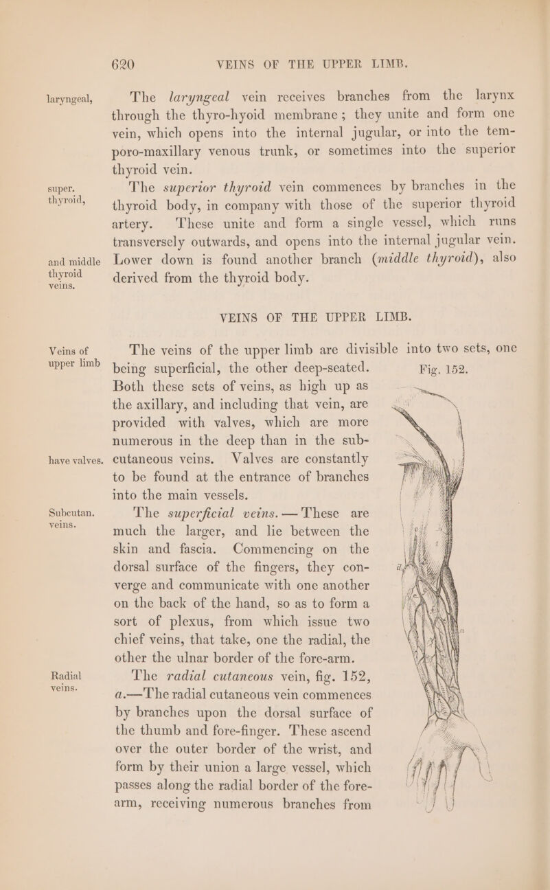 super. thyroid, and middle thyroid veins. Veins of upper limb Subcutan. veins. Radial veins, 620 VEINS OF THE UPPER LIMB. through the thyro-hyoid membrane; they unite and form one vein, which opens into the internal jugular, or into the tem- poro-maxillary venous trunk, or sometimes into the superior thyroid vein. The superior thyroid vein commences by branches in the thyroid body, in company with those of the superior thyroid artery. These unite and form a single vessel, which runs transversely outwards, and opens into the internal jugular vein. Lower down is found another branch (middle thyroid), also derived from the thyroid body. VEINS OF THE UPPER LIMB. The veins of the upper limb are divisible into two sets, one being superficial, the other deep-seated. Fig. 152. Both these sets of veins, as high up as the axillary, and including that vein, are provided with valves, which are more numerous in the deep than in the sub- cutaneous veins. Valves are constantly to be found at the entrance of branches into the main vessels. The superficial veins. —These are much the larger, and lie between the skin and fascia. Commencing on the dorsal surface of the fingers, they con- verge and communicate with one another on the back of the hand, so as to form a sort of plexus, from which issue two chief veins, that take, one the radial, the other the ulnar border of the fore-arm. The radial cutaneous vein, fig. 152, a.—The radial cutaneous vein commences by branches upon the dorsal surface of the thumb and fore-finger. These ascend over the outer border of the wrist, and form by their union a large vessel, which passes along the radial border of the fore- arm, receiving numerous branches from SS SSS