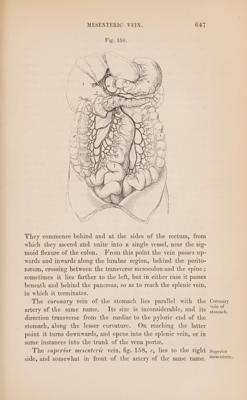 @. r f SWS py yy” LWW), LP Wy) eS ZZ ry &gt; AOe Zi oe iM Ee We They commence behind and at the sides of the rectum, from which they ascend and unite into a single vessel, near the sig- moid flexure of the colon. From this point the vein passes up- wards and inwards along the lumbar region, behind the perito- neum, crossing between the transverse mesocolon and the spine ; sometimes it lies farther to the left, but in either case it passes beneath and behind the pancreas, so as to reach the splenic vein, in which it terminates. | The coronary vein of the stomach lies parallel with the artery of the same name. Its size is inconsiderable, and its direction transverse from the cardiac to the pyloric end of the stomach, along the lesser curvature. On reaching the latter point it turns downwards, and opens into the splenic vein, or in some instances into the trunk of the vena porte. The superior mesenteric vein, fig. 158, e, lies to the right side, and somewhat in front of the artery of the same name. Coronary vein of stomach, Superior mesenteric.