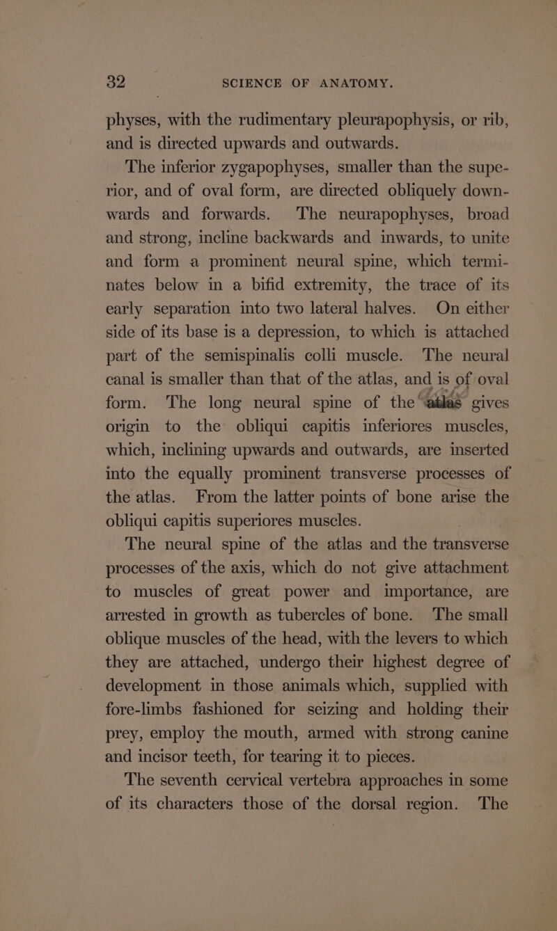 physes, with the rudimentary pleurapophysis, or rib, and is directed upwards and outwards. The inferior zygapophyses, smaller than the supe- rior, and of oval form, are directed obliquely down- wards and forwards. The neurapophyses, broad and strong, incline backwards and inwards, to unite and form a prominent neural spine, which termi- nates below in a bifid extremity, the trace of its early separation into two lateral halves. On either side of its base is a depression, to which is attached part of the semispinalis colli muscle. The neural canal is smaller than that of the atlas, and is of oval form. The long neural spine of the’ atlas gives origin to the obliqui capitis inferiores muscles, which, inclining upwards and outwards, are inserted into the equally prominent transverse processes of the atlas. From the latter points of bone arise the obliqui capitis superiores muscles. The neural spine of the atlas and the transverse processes of the axis, which do not give attachment to muscles of great power and importance, are arrested in growth as tubercles of bone. The small oblique muscles of the head, with the levers to which they are attached, undergo their highest degree of development in those animals which, supplied with fore-limbs fashioned for seizing and holding their prey, employ the mouth, armed with strong canine and incisor teeth, for tearing it to pieces. The seventh cervical vertebra approaches in some of its characters those of the dorsal region. The