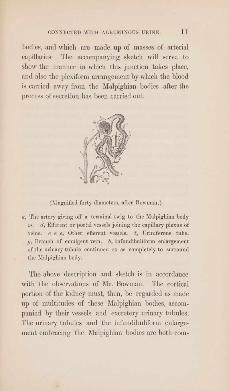 bodies, and which are made up of masses of arterial capillaries. The accompanying sketch will serve to show the manner in which this junction takes place, and also the plexiform arrangement by which the blood is carried away from the Malpighian bodies after the process of secretion has been carried out. (Magnified forty diameters, after Bowman.) a, The artery giving off a terminal twig to the Malpighian body m. d, Efferent or portal vessels joining the capillary plexus of veins. ee e, Other efferent vesseis. ¢, Uriniferous tube. g, Branch of emulgent vein. 6, Infundibuliform enlargement of the urinary tubule continued so as completely to surround the Malpighian body. The above description and sketch is in accordance with the observations of Mr. Bowman. ‘The cortical portion of the kidney must, then, be regarded as made up of multitudes of these Malpighian bodies, accom- panied by their vessels and excretory urmary tubules. The urmary tubules and the infundibuliform enlarge- ment embracing the Malpighian bodies are both com-