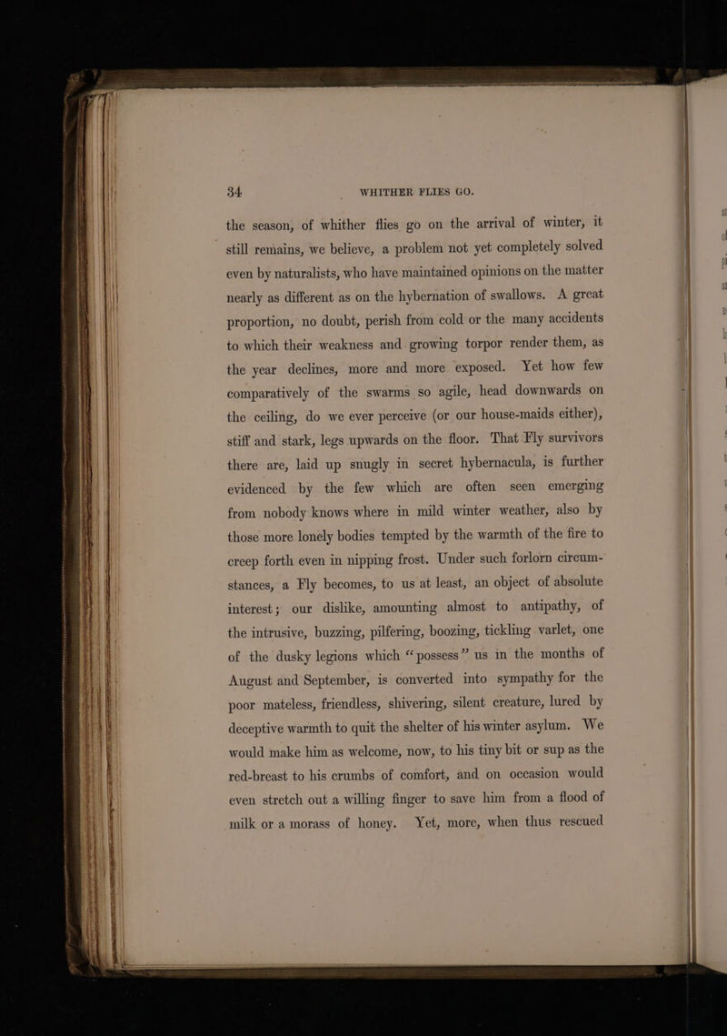 the season, of whither flies go on the arrival of winter, it . he . U still remains, we believe, a problem not yet completely solved even by naturalists, who have maintained opinions on the matter nearly as different as on the hybernation of swallows. A great proportion, no doubt, perish from cold or the many accidents to which their weakness and. growing torpor render them, as the year declines, more and more exposed. Yet how few comparatively of the swarms so agile, head downwards on : the ceiling, do we ever perceive (or our house-maids either), stiff and stark, legs upwards on the floor. That Fly survivors there are, laid up snugly in secret hybernacula, is further evidenced by the few which are often seen emerging from nobody knows where in mild winter weather, also by those more lonely bodies tempted by the warmth of the fire to creep forth even in nipping frost. Under such forlorn aircum- stances, a Fly becomes, to us at least, an object of absolute interest; our dislike, amounting almost to antipathy, of the intrusive, buzzing, pilfering, boozing, tickling varlet, one of the dusky legions which “possess” us in the months of August and September, is converted into sympathy for the poor mateless, friendless, shivering, silent creature, lured by deceptive warmth to quit the shelter of his winter asylum. We would make him as welcome, now, to his tiny bit or sup as the if red-breast to his crumbs of comfort, and on occasion would i even stretch out a willing finger to save him from a flood of milk or a morass of honey. Yet, more, when thus rescued