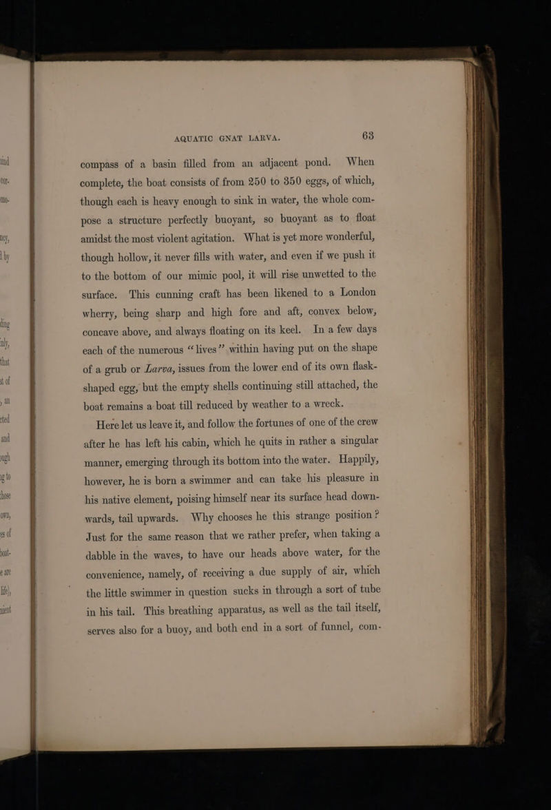 compass of a basin filled from an adjacent pond. When complete, the boat consists of from 250 to 350 eggs, of which, though each is heavy enough to sink in water, the whole com- pose a structure perfectly buoyant, so buoyant as to float amidst the most violent agitation. What is yet more wonderful, though hollow, it never fills with water, and even if we push it to the bottom of our mimic pool, it will rise unwetted to the surface. This cunning craft has been likened to a London wherry, being sharp and high fore and aft, convex below, concave above, and always floating on its keel. In a few days each of the numerous “lives” within having put on the shape of a grub or Larva, issues from the lower end of its own flask- shaped egg, but the empty shells continuing still attached, the boat remains a: boat till reduced by weather to a wreck. Here let us leave it, and follow the fortunes of one of the crew after he has left his cabin, which he quits in rather a singular manner, emerging through its bottom into the water. Happily, however, he is born a swimmer and can take his pleasure in his native element, poising himself near its surface head down- wards, tail upwards. Why chooses he this strange position P Just for the same reason that we rather prefer, when taking a dabble in the waves, to have our heads above water, for the convenience, namely, of receiving a due supply of air, which the little swimmer in question sucks in through a sort of tube in his tail. This breathing apparatus, as well as the tail itself, serves also for a buoy, and both end in a sort of funnel, com-