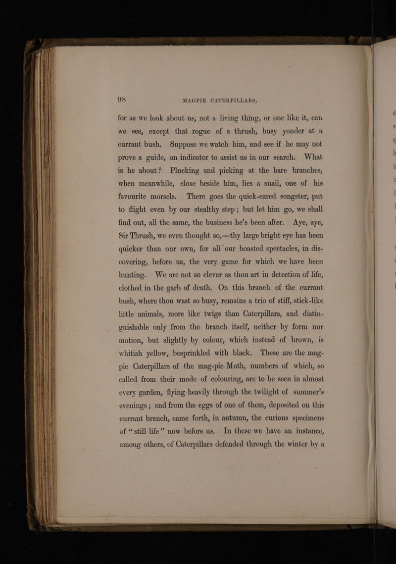 for as we look about us, not a living thing, or one like it, can we see, except that rogue of a thrush, busy yonder at a currant bush, Suppose we watch him, and see if he may not prove a guide, an indicator to assist us in our search. What is he about? Plucking and picking at the bare branches, when meanwhile, close beside him, lies a snail, one of his favourite morsels. There goes the quick-eared songster, put to flight even by our stealthy step; but let him go, we shall find out, all the same, the business he’s been after. Aye, aye, Sir Thrush, we even thought so,—thy large bright eye has been quicker than our own, for all our boasted spectacles, in dis- covering, before us, the very game for which we have been hunting. We are not so clever as thou art in detection of life, clothed in the garb of death. On this branch of the currant bush, where thou wast so busy, remains a trio of stiff, stick-like little animals, more like twigs than Caterpillars, and distin- guishable only from the branch itself, neither by form nor motion, but slightly by colour, which instead of brown, is whitish yellow, besprinkled with black. These are the mag- pie Caterpillars of the mag-pie Moth, numbers of which, so called from their mode of colouring, are to be seen in almost every garden, flying heavily through the twilight of summer’s evenings ; and from the eggs of one of them, deposited on this currant branch, came forth, in autumn, the curious specimens of “still life”? now before us. In these we have an instance, among others, of Caterpillars defended through the winter by a
