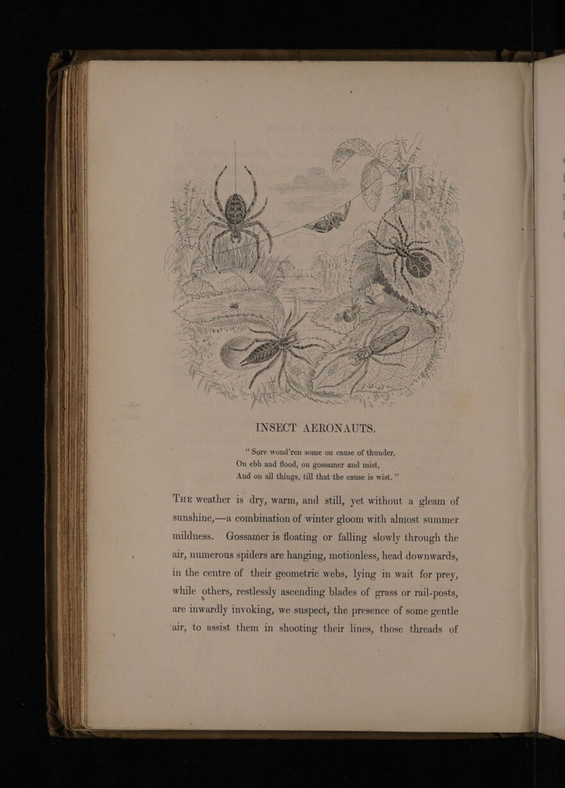 INSECT AERONAUTS. “Sore wond’ren some on cause of thunder, On ebb and flood, on gossamer and mist, And on all things, till that the cause is wist.” THE weather is dry, warm, and still, yet without a gleam of sunshine,—a combination of winter gloom with almost summer mildness. Gossamer is floating or falling slowly through the air, numerous spiders are hanging, motionless, head downwards, in the centre of their geometric webs, lying in wait for prey, while others, restlessly ascending blades of grass or rail-posts, are inwardly invoking, we suspect, the presence of some gentle air, to assist them in shooting their lines, those threads of