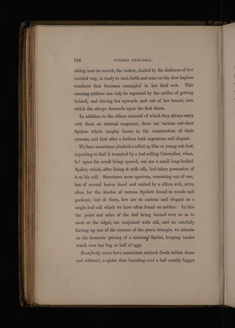 sitting near its mouth, the lurker, shaded by the darkness of her covered way, is ready to rush forth and seize on the first hapless wanderer that becomes entangled in her fatal web. This cunning artificer can only be captured by the artifice of getting behind, and driving her upwards and out of her tunnel, into which she always descends upon the first alarm. In addition to the silken material of which they always carry with them an internal magazine, there are various out-door Spiders which employ leaves in the construction of their retreats, and that after a fashion both ingenious and elegant. We have sometimes plucked a rolled up lilac or young oak-leaf, expecting to find it tenanted by a leaf-rolling Caterpillar, when, lo! upon the scroll being opened, out ran a small long-bodied Spider, which, after lining it with silk, had taken possession of it as his cell. Structures more spacious, consisting not of one, but of several leaves lined and united by a silken web, serve often for the abodes of various Spiders found in woods and gardens; but of these, few are so curious and elegant as ¢ single-leaf cell which we have often found on nettles. In this the point and sides of the leaf being turned over so as to meet at the edges, are conjoimed with silk, and on carefully forcing up one of the corners of the green triangle, we intrude on the domestic privacy of a maternal Spider, keeping tender watch over her bag or ball of eggs. Everybody must have sometimes noticed (both within doors aud without), a spider thus brooding over a ball usually bigger v tote)