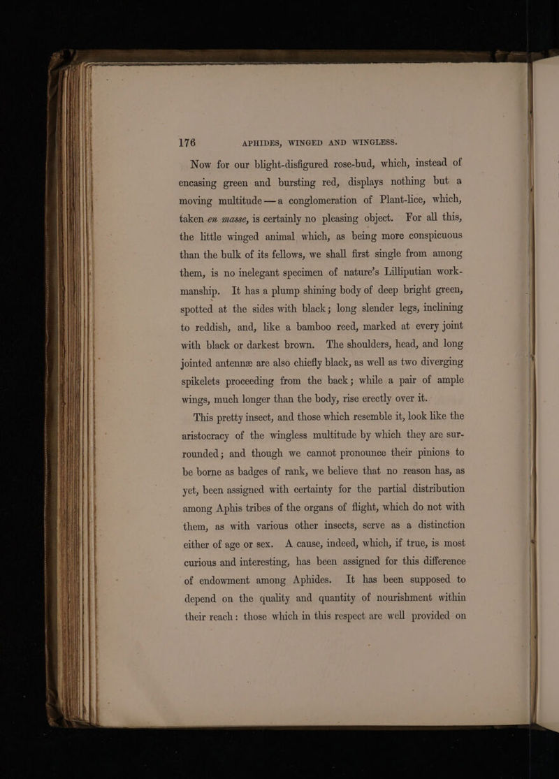 Now for our blight-disfigured rose-bud, which, instead of encasing green and bursting red, displays nothing but a moving multitude—a conglomeration of Plant-lice, which, taken en masse, is certainly no pleasing object. For all this, the little winged animal which, as being more conspicuous than the bulk of its fellows, we shall first single from among them, is no inelegant specimen of nature’s Lilliputian work- manship. It has a plump shining body of deep bright green, spotted at the sides with black; long slender legs, inclining to reddish, and, like a bamboo reed, marked at every joint with black or darkest brown. The shoulders, head, and long jointed antenne are also chiefly black, as well as two diverging spikelets proceeding from the back; while a pair of ample wings, much longer than the body, rise erectly over it. This pretty insect, and those which resemble it, look like the aristocracy of the wingless multitude by which they are sur- rounded; and though we cannot pronounce their pinions to be borne as badges of rank, we believe that no reason has, as yet, been assigned with certainty for the partial distribution among Aphis tribes of the organs of flight, which do not with them, as with various other insects, serve as a distinction either of age or sex. A cause, indeed, which, if true, is most curious and interesting, has been assigned for this difference of endowment among Aphides. It has been supposed to depend on the quality and quantity of nourishment within their reach: those which in this respect are well provided on _ EE