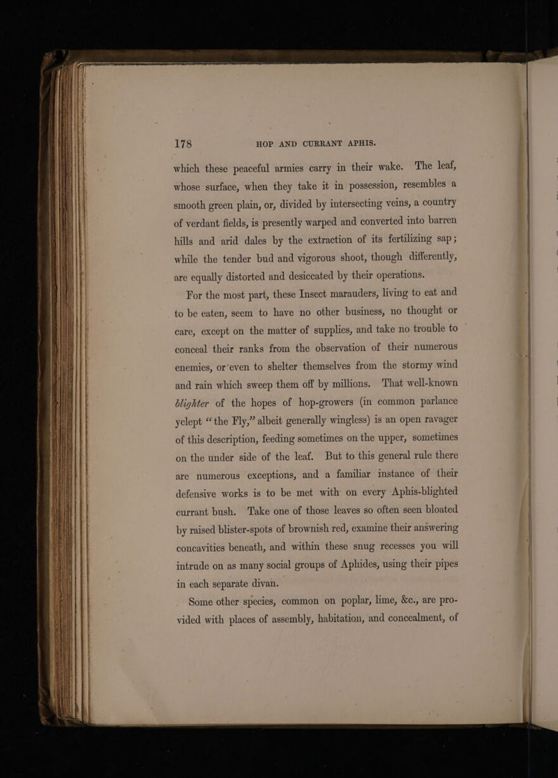 which these peaceful armies carry in their wake. The leaf, whose surface, when they take it in possession, resembles a smooth green plain, or, divided by intersecting veins, a country of verdant fields, is presently warped and converted into barren hills and arid dales by the extraction of its fertilizing sap ; while the tender bud and vigorous shoot, though differently, are equally distorted and desiccated by their operations. For the most part, these Insect marauders, living to eat and to be eaten, seem to have no other business, no thought or care, except on the matter of supplies, and take no trouble to conceal their ranks from the observation of their numerous enemies, or’even to shelter themselves from the stormy wind and rain which sweep them off by millions. That well-known blighter of the hopes of hop-growers (in common parlance yclept “the Fly,” albeit generally wingless) is an open ravager of this description, feeding sometimes on the upper, sometimes on the under side of the leaf. But to this general rule there are numerous exceptions, and a familiar instance of their defensive works is to be met with on every Aphis-blighted currant bush. Take one of those leaves so often seen bloated by raised blister-spots of brownish red, examine their answering concavities beneath, and within these snug recesses you will intrude on as many social groups of Aphides, using their pipes in each separate divan. Some other species, common on poplar, lime, &amp;c., are pro- vided with places of assembly, habitation, and concealment, of