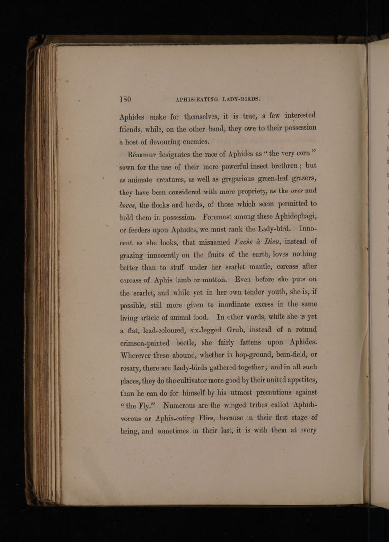at a a ae — pare em eas So 180 APHIS-EATING LADY-BIRDS. Aphides make for themselves, it is true, a few interested friends, while, on the other hand, they owe to their possession a host of devouring enemies. Réaumur designates the race of Aphides as “the very corn ” sown for the use of their more powerful insect brethren ; but as animate creatures, as well as gregarious green-leaf grazers, they have been considered with more propriety, as the oves and Loves, the flocks and herds, of those which seem permitted to hold them in possession. Foremost among these Aphidophagi, or feeders upon Aphides, we must rank the Lady-bird. Inno- cent as she looks, that misnamed Vache a Dieu, instead of erazing innocently on the fruits of the earth, loves nothing better than to stuff under her scarlet mantle, carcass after carcass of Aphis lamb or mutton. ven before she puts on the scarlet, and while yet in her own tender youth, she is, if possible, still more given to inordinate excess in the same living article of animal food. In other words, while she is yet a flat, lead-coloured, six-legged Grub, instead of a rotund crimson-painted beetle, she fairly fattens upon Aphides. Wherever these abound, whether in hop-ground, bean-field, or rosary, there are Lady-birds gathered together ; and im all such places, they do the cultivator more good by their united appetites, than he can do for himself by his utmost precautions against “the Fly.” Numerous are the winged tribes called Aphidi- vorous or Aphis-eating Flies, because in their first stage of being, and sometimes in their last, it is with them at every
