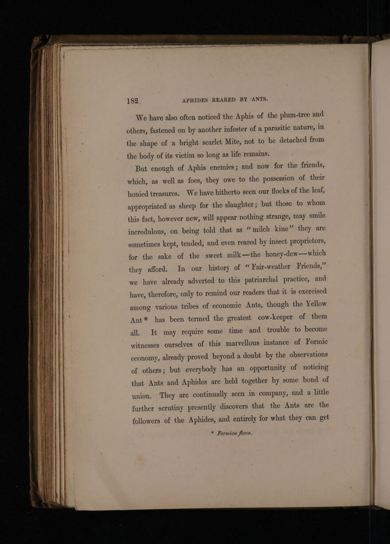 a i AS TNR OLLIE SET TOTES ere We have also often noticed the Aphis of the plum-tree and others, fastened on by another infester of a parasitic nature, in the shape of a bright scarlet Mite, not to be detached from the body of its victim so long as life remains. But enough of Aphis enemies; and now for the friends, which, as well as foes, they owe to the possession of their honied treasures. We have hitherto seen our flocks of the leaf, appropriated as sheep for the slaughter; but those to whom this fact, however new, will appear nothing strange, may smile incredulous, on being told that as “milch kine ” they are sometimes kept, tended, and even reared by insect proprietors, for the sake of the sweet milk—the honey-dew—which they afford. In our history of “ Fair-weather Friends,” we have already adverted to this patriarchal practice, and have, therefore, only to remind our readers that it is exercised among various tribes of economic Ants, though the Yellow Ant* has been termed the greatest cow-keeper of them all. It may require some time and trouble to become witnesses ourselves of this marvellous instance of Formic economy, already proved beyond a doubt by the observations of others; but everybody has an opportunity of noticing that Ants and Aphides are held together by some bond of union. ‘They are continually seen in company, and a little further scrutiny presently discovers that the Ants are the followers of the Aphides, and entirely for what they can get * Formica flava.