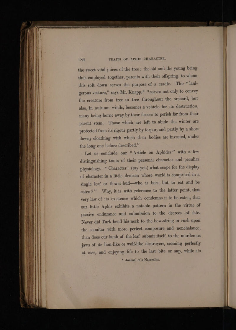 the sweet vital juices of the tree: the old and the young being thus employed together, parents with their offspring, to whom this soft down serves the purpose of a cradle. This “ Jani- gerous vesture,” says Mr. Knapp,” “serves not only to convey the creature from tree to tree throughout the orchard, but also, in autumn winds, becomes a vehicle for its destruction, many being borne away by their fleeces to perish far from their parent stem. Those which are left to abide the winter are protected from its rigour partly by torpor, and partly by a short downy cloathing with which their bodies are invested, under the long one before described.” Let us conclude our “Article on Aphides” with a few distinguishing traits of their personal character and peculiar physiology. ‘Character! (say you) what scope for the display of character in a little denizen whose world is comprised in a single leaf or flower-bud—who is born but to eat and be eaten?” Why, it is with reference to the latter point, that very law of its existence which condemns it to be eaten, that our little Aphis exhibits a notable pattern in the virtue of passive endurance and submission to the decrees of fate. Never did Turk bend his neck to the bow-string or rush upon the scimitar with more perfect composure and nonchalance, than does our lamb of the leaf submit itself to the murderous jaws of its lion-like or wolf-like destroyers, seeming perfectly at ease, and enjoying life to the last bite or sup, while its * Journal of a Naturalist.