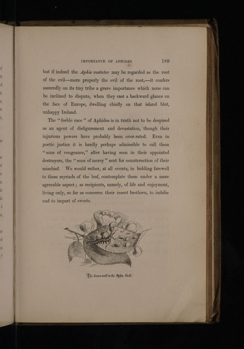 al but if indeed the Aphis vastator may be regarded as the root of the evil—more properly the evil of the root,—it confers assuredly on its tiny tribe a grave importance which none can be inclined to dispute, when they cast a backward glance on the face of Hurope, dwelling chiefly on that island blot, unhappy Ireland. The “ feeble race ” of Aphides is in truth not to be despised as an agent of disfigurement and devastation, though their injurious powers have probably been over-rated. Even in poetic justice it is hardly perhaps admissible to call them “sons of vengeance,” after havimg seen in their appointed destroyers, the “sons of mercy” sent for counteraction of their mischief. We would rather, at all events, in bidding farewell to these myriads of the leaf, contemplate them under a more agreeable aspect ; as recipients, namely, of life and enjoyment, living only, so far as concerns their insect brethren, to imbibe and to impart of sweets. i Ge Larva wolf inthe Hphig flodi’