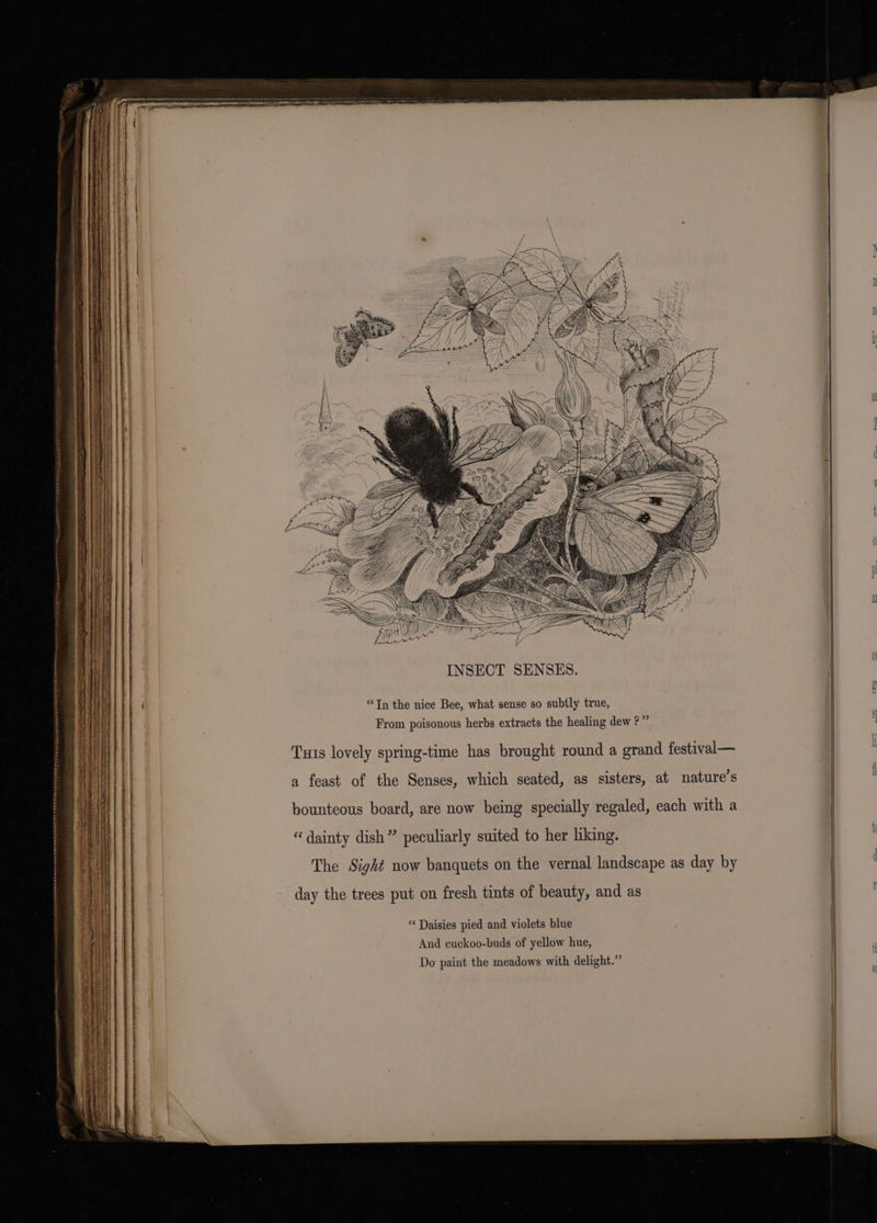 INSECT SENSES. { “In the nice Bee, what sense so subtly true, From poisonous herbs extracts the healing dew ?” | Tuts lovely spring-time has brought round a grand festival— a feast of the Senses, which seated, as sisters, at nature’s | bounteous board, are now being specially regaled, each with a | | ) “dainty dish” peculiarly suited to her liking. | The Sight now banquets on the vernal landscape as day by | day the trees put on fresh tints of beauty, and as “Daisies pied and violets blue And cuckoo-buds of yellow hue, Do paint the meadows with delight.” I ————————o