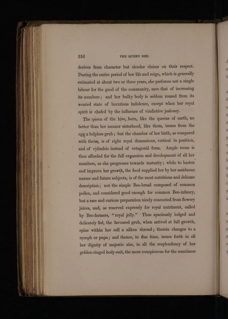 derives from character but slender claims on their respect. il During the entire period of her life and reign, which is generally estimated at about two or three years, she performs not a single | labour for the good of the community, save that of increasing | its numbers; and her bulky body is seldom roused from its it wonted state of luxurious indolence, except when her royal spirit is chafed by the influence of vindictive jealousy. The queen of the hive, born, like the queens of earth, no better than her meaner sisterhood, like them, issues from the egg a helpless grub ; -but the chamber of her birth, as compared with theirs, is of right royal dimensions, vertical in position, and of cylindric instead of octagonal form. Ample room is | thus afforded for the full expansion and development of all her A . members, as she progresses towards maturity; while to hasten and improve her growth, the food supplied her by her assiduous nurses and future subjects, is of the most nutritious and delicate | Hi description; not the simple Bee-bread composed of common pollen, and considered good enough for common Bee-infancy, but a rare and curious preparation nicely concocted from flowery juices, and, as reserved expressly for royal nutriment, called by Bee-farmers, “royal jelly.” Thus spaciously lodged and delicately fed, the favoured grub, when arrived at full growth, spins within her cell a silken shroud; therein changes to a nymph or pupa; and thence, in due time, issues forth in all her dignity of majestic size, in all the resplendency of her golden-ringed body-suit, the more conspicuous for the scantiness