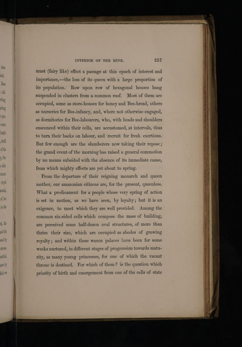 INTERIOR OF THE HIVE. Q57 must (fairy like) effect a passage at this epoch of interest and importance,—the loss of its queen with a large proportion of its population. Row upon row of hexagonal houses hang suspended in clusters from a common roof. Most of them are occupied, some as store-houses for honey and Bee-bread, others ute : as nurseries for Bee-infancy, and, where not otherwise engaged, as dormitories for Bee-labourers, who, with heads and shoulders ensconced within their cells, are accustomed, at intervals, thus to turn their backs on labour, and recruit for fresh exertions. But few enough are the slumberers now taking their repose ; the grand event of the morning has raised a general commotion by no means subsided with the absence of its immediate cause, from which mighty effects are yet about to spring. From the departure of their reigning monarch and queen mother, our amazonian citizens are, for the present, queenless. What a predicament for a people whose very spring of action is set in motion, as we have seen, by loyalty; but it is an exigence, to meet which they are well provided. Among the common six-sided cells which compose the mass of building, A, the are perceived some half-dozen oval structures, of more than _ thrice their size, which are occupied as abodes of growing vol by royalty ; and within these waxen palaces have been for some aged weeks nurtured, in different stages of progression towards matu- ll rity, as many young princesses, for one of which the vacant pre by throne is destined. For which of them? is the question which priority of birth and emergement from one of the cells of state