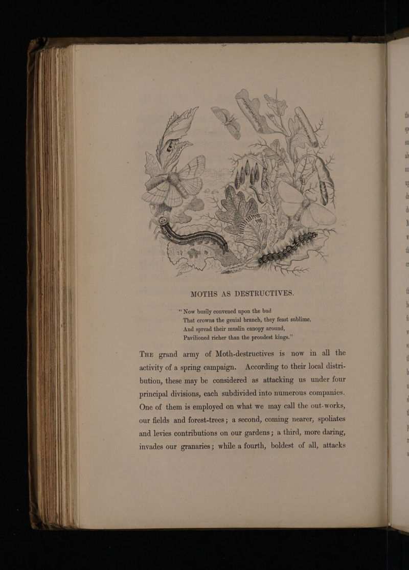RAYS NERO EY sf SONG ASS ye LY Tey ge Lo WN eI W SN OM ) 1 | ) yey? at Ns | VIEL f mS } 1 <4 l (I a MOTHS AS DESTRUCTIVES. i | i Hh | ! “ Now busily convened upon the bud ; i | That crowns the genial branch, they feast sublime, I Hi | | And spread their muslin canopy around, : Pavilioned richer than the proudest kings.” ; | Tue grand army of Moth-destructives is now in all the {| | activity of a spring campaign. According to their local distri- | bution, these may be considered as attacking us under four | 2 M 5 | ‘gies Res of u principal divisions, each subdivided into numerous companies. N One of them is employed on what we may call the out-works, | | { our fields and forest-trees; a second, coming nearer, spoliates and levies contributions on our gardens; a third, more daring, invades our granaries; while a fourth, boldest of all, attacks