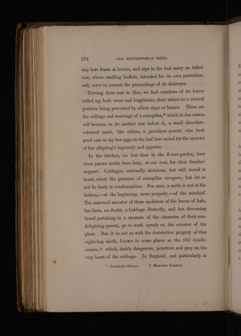 = = ar TROON = : : ——- = &gt; ce Sear SL ST AT TTT a TT ; OLD GENTLEWOMAN MOTH. imp here feasts at leisure, and nips in the bud many an infant rose, whose cradling leaflets, intended for its own protection, only serve to conceal the proceedings of its destroyer. Turning from rose to lilac, we find numbers of its leaves rolled up, both cross and lengthwise, their return to a natural position being prevented by silken stays or braces. ‘These are the rollings and weavings of a caterpillar,* which in due season will become, as its mother was before it, a small chocolate- coloured moth, like others, a provident parent, who took good care to lay her eggs on the leaf best suited for the exercise of her offspring’s ingenuity and appetite. In the kitchen, no less than in the flower-garden, have these parent moths been busy, at our cost, for their families’ support. Cabbages, outwardly skeletons, but still sound at heart, attest the presence of caterpillar ravagers ; but let us not be hasty in condemnation. For once, a moth is not at the bottom,—at the beginning, more properly,—of the mischief. The maternal ancestor of these spoliators of the leaves of kale, has been, no doubt, a Cabbage Butterfly, and her devouring brood partaking in a measure of the character of their sun- delighting parent, go to work openly on the exterior of the plant. But it is not.so with the destructive progeny of that night-hag moth, known im some places as the Old Gentle- woman, t which, darkly dangerous, penetrate and prey on the very heart of the cabbage. In England, and particularly in * Lozotenia ribeana. + Mamestra brassice. ul