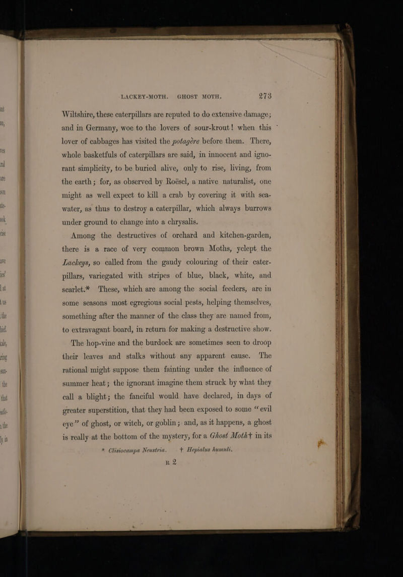 LACKEY-MOTH. GHOST MOTH. Wiltshire, these caterpillars are reputed to do extensive damage; and in Germany, woe to the lovers of sour-krout! when this lover of cabbages has visited the potagére before them. There, whole basketfuls of caterpillars are said, in innocent and igno- rant simplicity, to be buried alive, only to rise, living, from . the earth; for, as observed by Roésel, a native naturalist, one might as well expect to kill a crab by covering it with sea- water, as thus to destroy a caterpillar, which always burrows 2 under ground to change into a chrysalis. of Among the destructives of orchard and kitchen-garden, there is a race of very common brown Moths, yclept. the - Lackeys, so called from the gaudy colouring of their cater- is pillars, variegated with stripes of blue, black, white, and Lt scarlet.* These, which are among the social feeders, are in is | some seasons most egregious social pests, helping themselves, ‘he something after the manner of the class they are named from, nef | to extravagant board, in return for making a destructive show. alt The hop-vine and the burdock are sometimes seen to droop mg their leaves and stalks without any apparent cause. The ill rational might suppose them fainting under the influence of the summer heat; the ignorant imagine them struck by what they that call a blight; the fanciful would have declared, im days of ute greater superstition, that they had been exposed to some “evil eye” of ghost, or witch, or goblin ; and, as it happens, a ghost is really at the bottom of the mystery, for a Ghost Motht im its * Clisiocampa Neustria. + Hepialus humuli. Hee