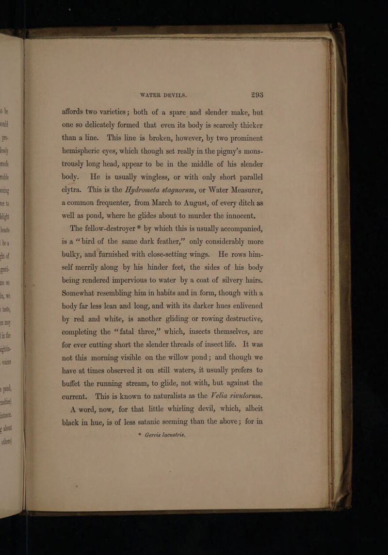 0 be affords two varieties; both of a spare and slender make, but one so delicately formed that even its body is scarcely thicker than a line. This line is broken, however, by two prominent hemispheric eyes, which though set really in the pigmy’s mons- trously long head, appear to be in the middle of his slender body. He is usually wingless, or with only short parallel elytra. This is the Hydrometa stagnorum, or Water Measurer, a common frequenter, from March to August, of every ditch as well as pond, where he glides about to murder the innocent. The fellow-destroyer * by which this is usually accompanied, is a “bird of the same dark feather,” only considerably more bulky, and furnished with close-setting wings. He rows him- self merrily along by his hinder feet, the sides of his body being rendered impervious to water by a coat of silvery hairs. Somewhat resembling him in habits and in form, though with a body far less lean and long, and with its darker hues enlivened by red and white, is another gliding or rowing destructive, completing the “fatal three,” which, insects themselves, are for ever cutting short the slender threads of insect life. It was not this morning visible on the willow pond; and though we have at times observed it on still waters, it usually prefers to buffet the running stream, to glide, not with, but against the current. This is known to naturalists as the Velia rwulorum. A word, now, for that little whirlmg devil, which, albeit black in hue, is of less satanic seeming than the above ; for in * Gerris lacustris,