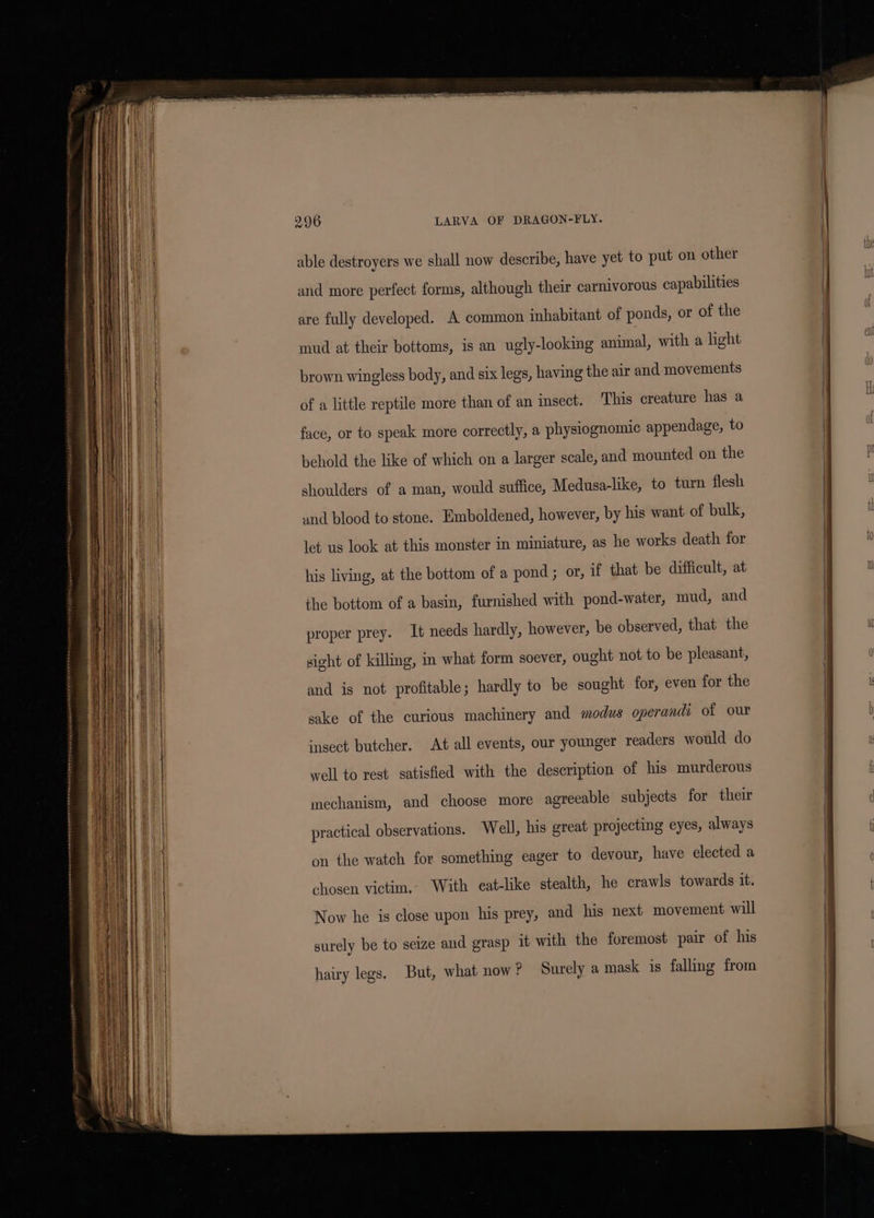eee ee tee sn sssmeaee men ninenneneestet om ensesnmuererenmeaiel Mahe ST TRON CO eC mnemonic LARVA OF DRAGON-FLY. able destroyers we shall now describe, have yet to put on other and more perfect forms, although their carnivorous capabilities are fully developed. A common inhabitant of ponds, or of the mud at their bottoms, is an ugly-looking animal, with a light brown wingless body, and six legs, having the air and movements of a little reptile more than of an insect. This creature has a face, or to speak more correctly, a physiognomic appendage, to behold the like of which on a larger scale, and mounted on the shoulders of a man, would suffice, Medusa-like, to turn flesh and blood to stone. Emboldened, however, by his want of bulk, let us look at this monster in miniature, as he works death for his living, at the bottom of a pond ; or, if that be difficult, at the bottom of a basin, furnished with pond-water, mud, and proper prey. It needs hardly, however, be observed, that the sight of killing, in what form soever, ought not to be pleasant, and is not profitable; hardly to be sought for, even for the sake of the curious machinery and modus operandi of our insect butcher, At all events, our younger readers would do well to rest satisfied with the description of his murderous mechanism, and choose more agreeable subjects for their practical observations. Well, his great projecting eyes, always on the watch for something eager to devour, have elected a chosen victim.: With eat-like stealth, he crawls towards it. Now he is close upon his prey, and his next movement will surely be to seize and grasp it with the foremost pair of his hairy legs. But, what now ? Surely a mask is falling from
