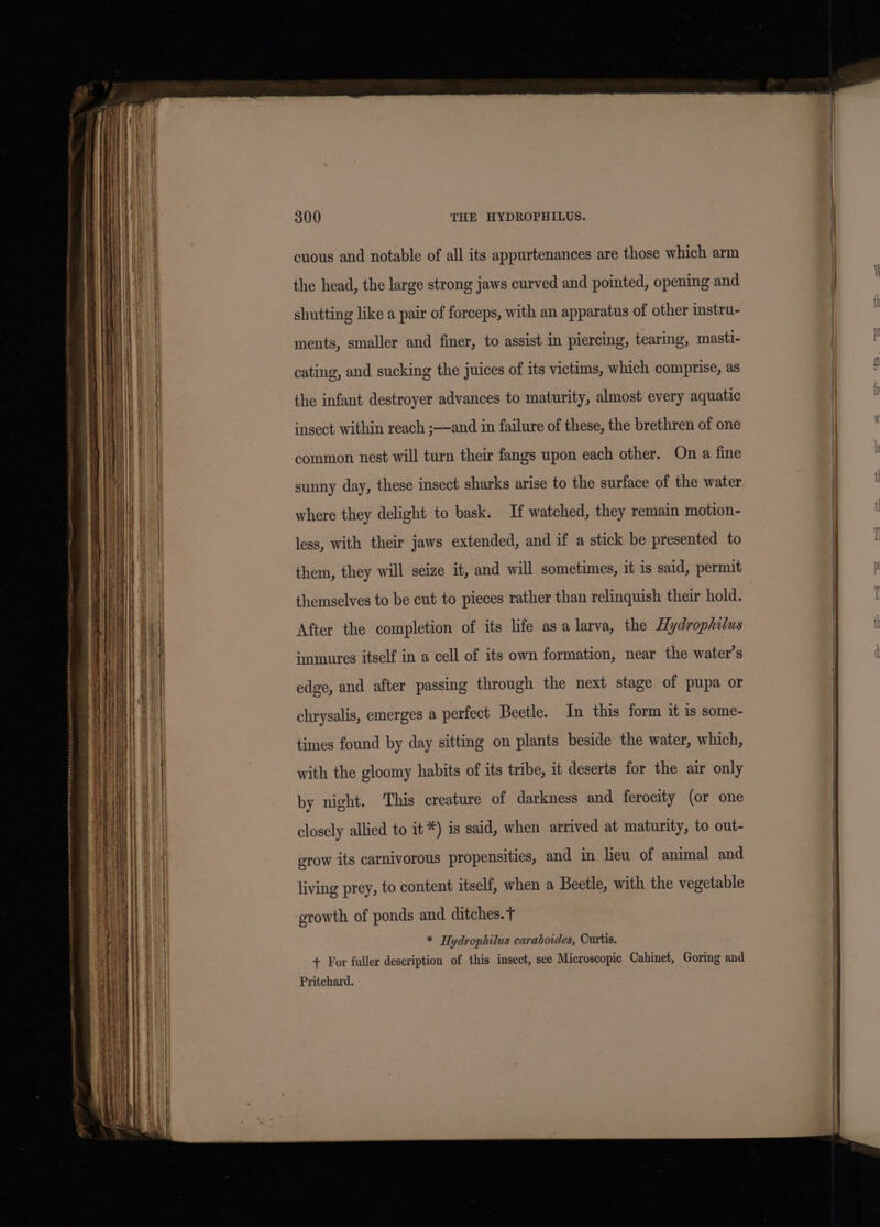 cuous and notable of all its appurtenances are those which arm the head, the large strong jaws curved and pointed, opening and shutting like a pair of forceps, with an apparatus of other instru- ments, smaller and finer, to assist in piercing, tearing, masti- cating, and sucking the juices of its victims, which comprise, as the infant destroyer advances to maturity, almost every aquatic insect within reach ;—and in failure of these, the brethren of one common nest will turn their fangs upon each other. On a fine sunny day, these insect sharks arise to the surface of the water where they delight to bask. If watched, they remain motion- less, with their jaws extended, and if a stick be presented to them, they will seize it, and will sometimes, it is said, permit themselves to be cut to pieces rather than relinquish their hold. After the completion of its life asa larva, the Hydrophilus immures itself in a cell of its own formation, near the water’s edge, and after passing through the next stage of pupa or chrysalis, emerges a perfect Beetle. In this form it is some- times found by day sitting on plants beside the water, which, with the gloomy habits of its tribe, it deserts for the air only by night. This creature of darkness and ferocity (or one closely allied to it*) is said, when arrived at maturity, to out- grow its carnivorous propensities, and in lieu of animal and living prey, to content itself, when a Beetle, with the vegetable growth of ponds and ditches. f * Hydrophilus caraboides, Curtis. + For fuller description of this insect, see Microscopic Cabinet, Goring and Pritchard.