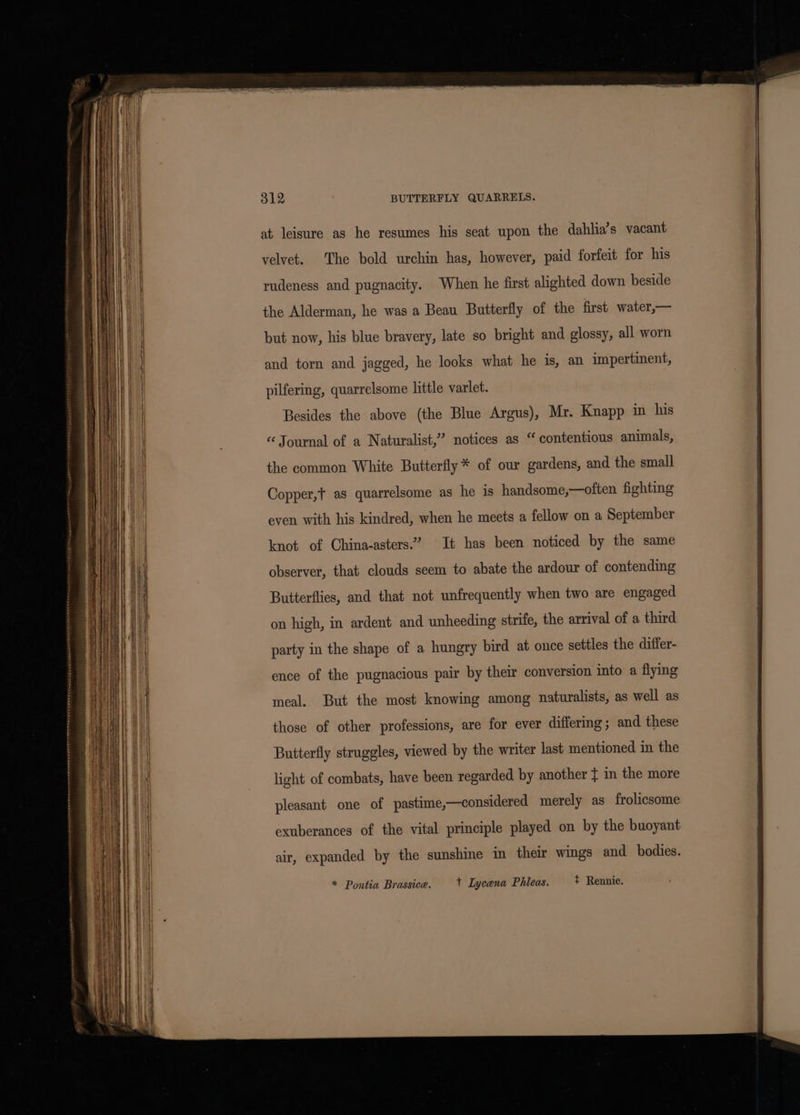 at leisure as he resumes his seat upon the dahlia’s vacant rudeness and pugnacity. When he first alighted down beside the Alderman, he was a Beau Butterfly of the first water,— but now, his blue bravery, late so bright and glossy, all worn and torn and jagged, he looks what he is, an impertinent, pilfering, quarrelsome little varlet. Besides the above (the Blue Argus), Mr. Knapp in his “ Journal of a Naturalist,” notices as “ contentious animals, the common White Butterfly * of our gardens, and the small Copper,t as quarrelsome as he is handsome,—often fighting even with his kindred, when he meets a fellow on a September knot of China-asters.” It has been noticed by the same observer, that clouds seem to abate the ardour of contending Butterflies, and that not unfrequently when two are engaged on high, in ardent and unheeding strife, the arrival of a third party in the shape of a hungry bird at once settles the differ- ence of the pugnacious pair by their conversion into a flymg meal. But the most knowing among naturalists, as well as those of other professions, are for ever differing; and these Butterfly struggles, viewed by the writer last mentioned in the light of combats, have been regarded by another { in the more pleasant one of pastime,—considered merely as frolicsome exuberances of the vital principle played on by the buoyant air, expanded by the sunshine in their wings and bodies. * Pontia Brassica. + Lycana Phileas. + Rennie.