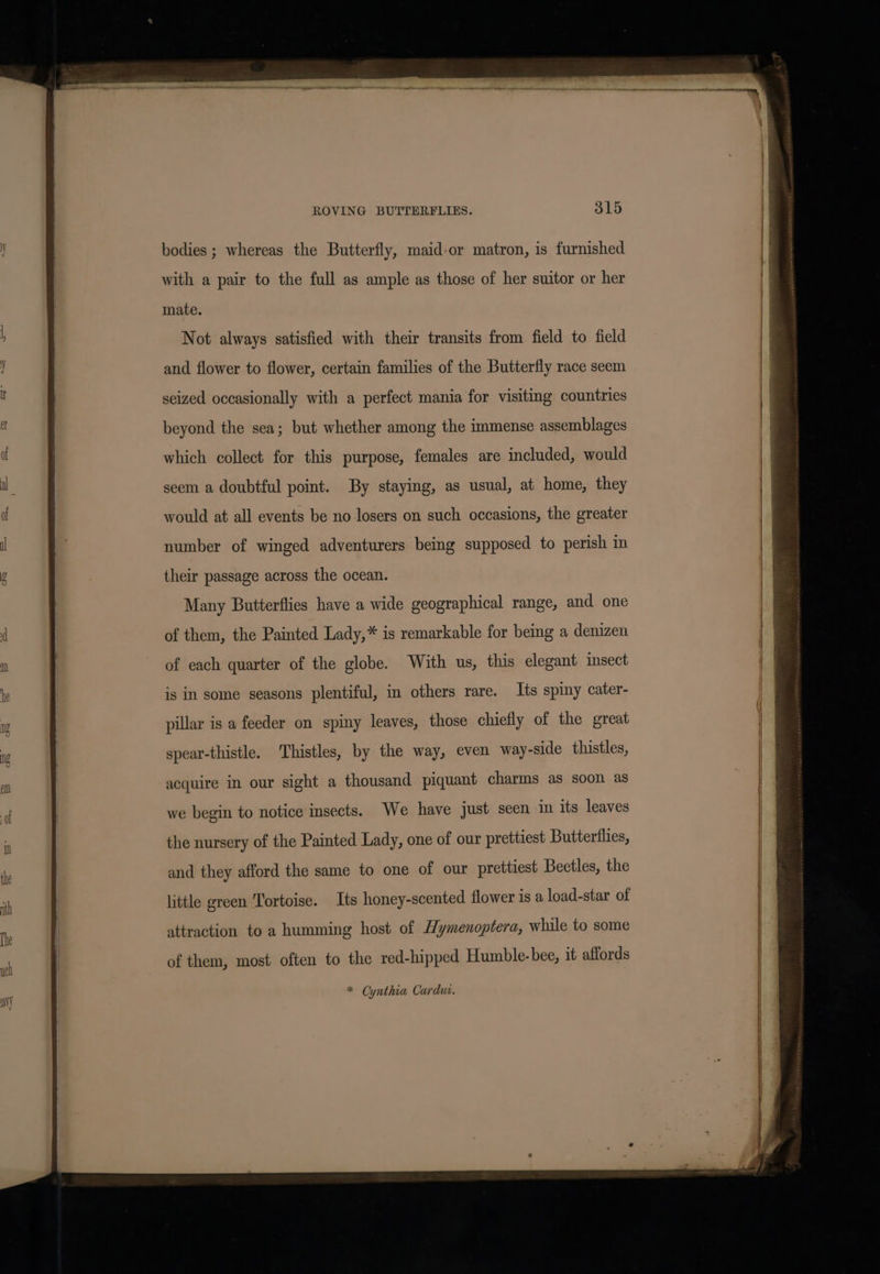 bodies ; whereas the Butterfly, maid-or matron, is furnished with a pair to the full as ample as those of her suitor or her mate. Not always satisfied with their transits from field to field and flower to flower, certain families of the Butterfly race seem seized occasionally with a perfect mania for visiting countries beyond the sea; but whether among the immense assemblages which collect for this purpose, females are included, would seem a doubtful pomt. By staying, as usual, at home, they would at all events be no losers on such occasions, the greater number of winged adventurers being supposed to perish in their passage across the ocean. Many Butterflies have a wide geographical range, and one of them, the Painted Lady,* is remarkable for being a denizen of each quarter of the globe. With us, this elegant insect is in some seasons plentiful, in others rare. Its spiny cater- pillar is a feeder on spiny leaves, those chiefly of the great spear-thistle. Thistles, by the way, even way-side thistles, acquire in our sight a thousand piquant charms as soon as we begin to notice insects. We have just seen in its leaves the nursery of the Painted Lady, one of our prettiest Butterflies, and they afford the same to one of our prettiest Beetles, the attraction to a humming host of Hymenoptera, while to some of them, most often to the red-hipped Humble-bee, it affords * Cynthia Cardu.