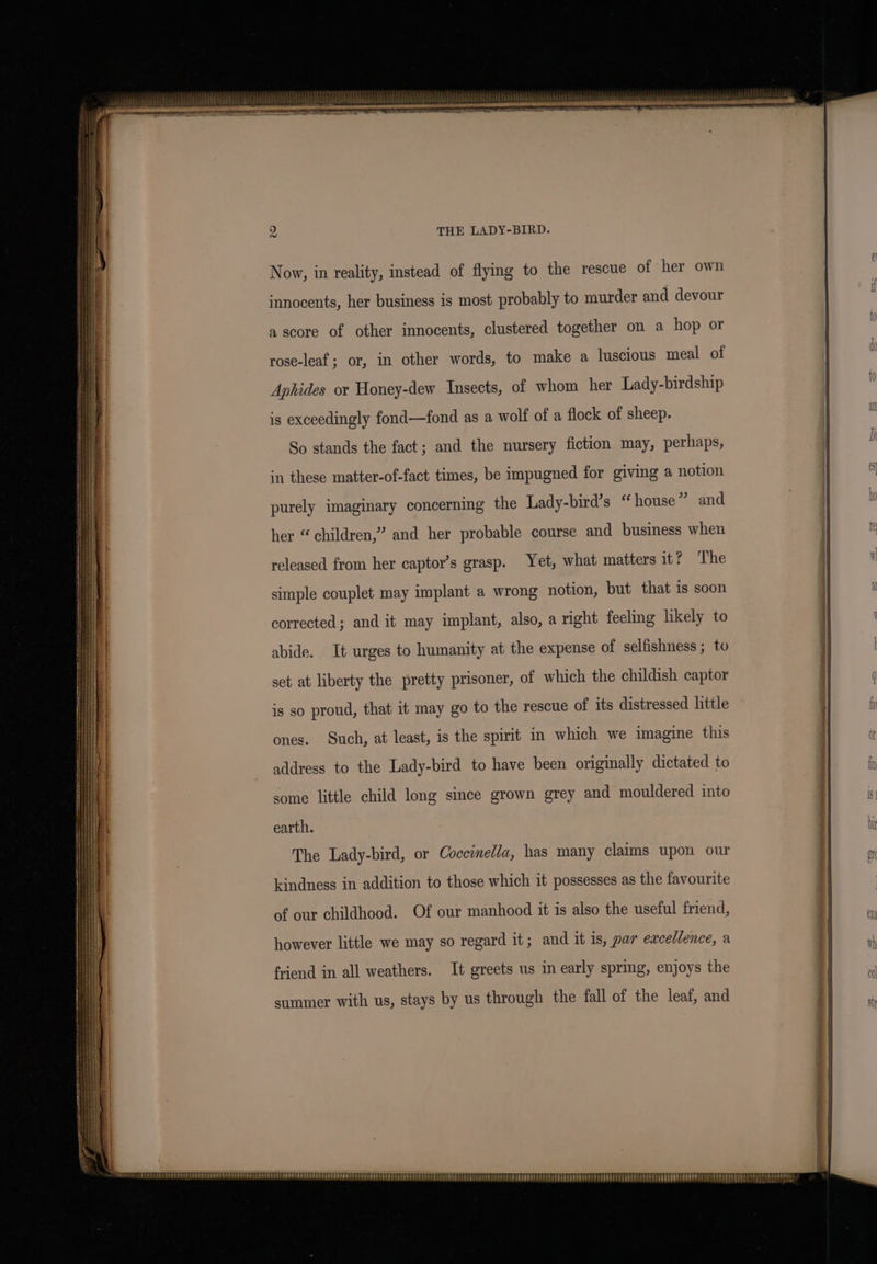 Now, in reality, instead of flying to the rescue of her own innocents, her business is most probably to murder and devour a score of other innocents, clustered together on a hop or rose-leaf; or, in other words, to make a luscious meal of Aphides or Honey-dew Insects, of whom her Lady-birdship is exceedingly fond—fond as a wolf of a flock of sheep. So stands the fact; and the nursery fiction may, perhaps, in these matter-of-fact times, be impugned for giving a notion her “children,” and her probable course and business when released from her captor’s grasp. Yet, what matters it? The simple couplet may implant a wrong notion, but that is soon corrected; and it may implant, also, a right feeling likely to abide. It urges to humanity at the expense of selfishness ; to set at liberty the pretty prisoner, of which the childish captor is so proud, that it may go to the rescue of its distressed little ones. Such, at least, is the spirit in which we imagine this address to the Lady-bird to have been originally dictated to some little child long since grown grey and mouldered into earth. The Lady-bird, or Coccined/a, has many claims upon our kindness in addition to those which it possesses as the favourite of our childhood. Of our manhood it is also the useful friend, however little we may so regard it ; and it is, par eacellence, a friend in all weathers. It greets us in early sprig, enjoys the summer with us, stays by us through the fall of the leaf, and “3 “sarees CEPECEL EE PELPOOPIRPPREPSEPELOEERES PEEL PODELOLS PEEL Tr - _ , teehee eTEDEEEETEERES! STS EED PEEP ERED TED PPEP EES BP PPERE OUT EGE OP COREE OT SEED EEET EERE EPR EE EER EE Ep EP EEE EL ETE EEE PE BE EEE ee