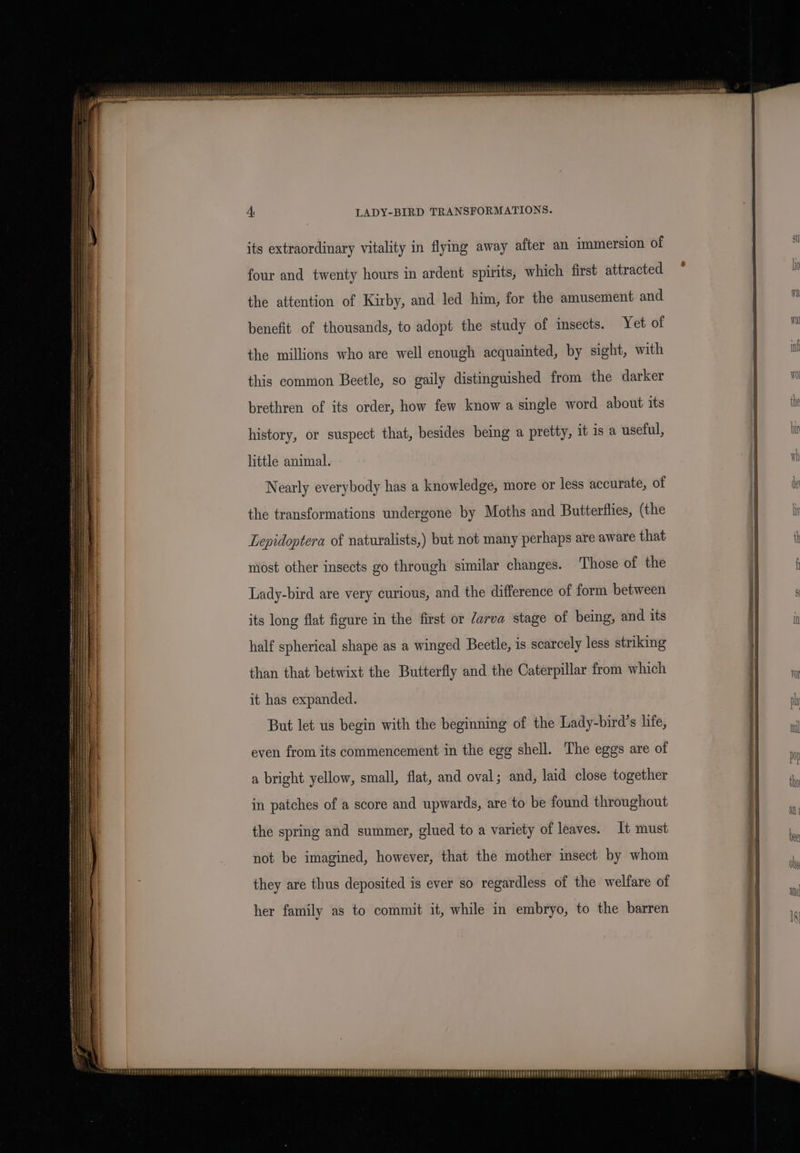 its extraordinary vitality in flying away after an immersion of four and twenty hours in ardent spirits, which first attracted the attention of Kirby, and led him, for the amusement and benefit of thousands, to adopt the study of insects. Yet of the millions who are well enough acquainted, by sight, with this common Beetle, so gaily distinguished from the darker brethren of its order, how few know a single word about its history, or suspect that, besides being a pretty, it is a useful, little animal. Nearly everybody has a knowledge, more or less accurate, of the transformations undergone by Moths and Butterflies, (the Lepidoptera of naturalists,) but not many perhaps are aware that niost other insects go through similar changes. Those of the Lady-bird are very curious, and the difference of form between its long flat figure in the first or Zarva stage of being, and its half spherical shape as a winged Beetle, is scarcely less striking than that betwixt the Butterfly and the Caterpillar from which it has expanded. But let us begin with the beginning of the Lady-bird’s life, even from its commencement in the egg shell. The eggs are of a bright yellow, small, flat, and oval; and, laid close together in patches of a score and upwards, are to be found throughout the spring and summer, glued to a variety of leaves. It must not be imagined, however, that the mother insect by whom they are thus deposited is ever so regardless of the welfare of her family as to commit it, while in embryo, to the barren