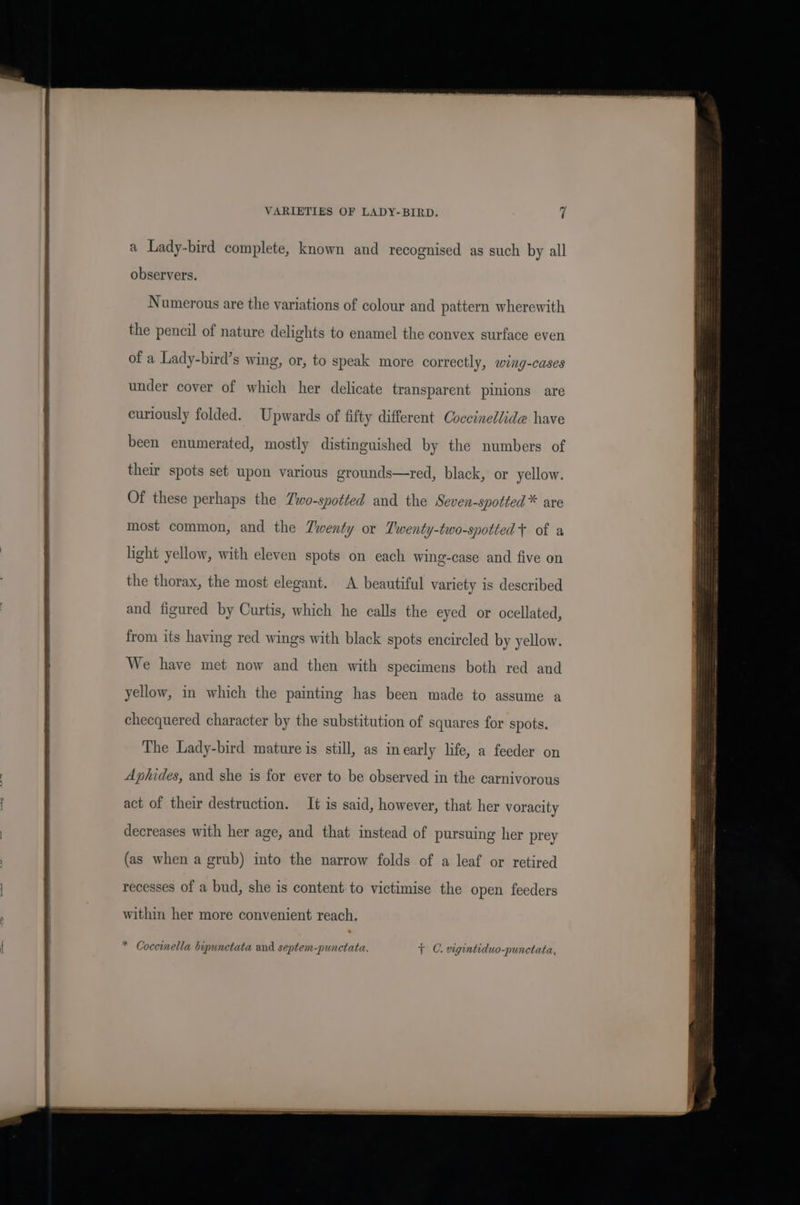 DE RL I aT OTE a Lady-bird complete, known and recognised as such by all observers. Numerous are the variations of colour and pattern wherewith the pencil of nature delights to enamel the convex surface even of a Lady-bird’s wing, or, to speak more correctly, wing-cases under cover of which her delicate transparent pinions are curiously folded. Upwards of fifty different Coccinellide have been enumerated, mostly distinguished by the numbers of their spots set upon various grounds—red, black, or yellow. Of these perhaps the Two-spotted and the Seven-spotted* are most common, and the Twenty or Twenty-two-spottedt of a light yellow, with eleven spots on each wing-case and five on the thorax, the most elegant. A beautiful variety is described and figured by Curtis, which he calls the eyed or ocellated, from its having red wings with black spots encircled by yellow. We have met now and then with specimens both red and yellow, in which the painting has been made to assume a checquered character by the substitution of squares for spots. The Lady-bird mature is still, as inearly life, a feeder on Aphides, and she is for ever to be observed in the carnivorous act of their destruction. It is said, however, that her voracity decreases with her age, and that instead of pursuing her prey (as when a grub) into the narrow folds of a leaf or retired recesses of a bud, she is content to victimise the open feeders within her more convenient reach. Coccinella bipunctata and septem-punctata, aC vigintiduo-punctata,
