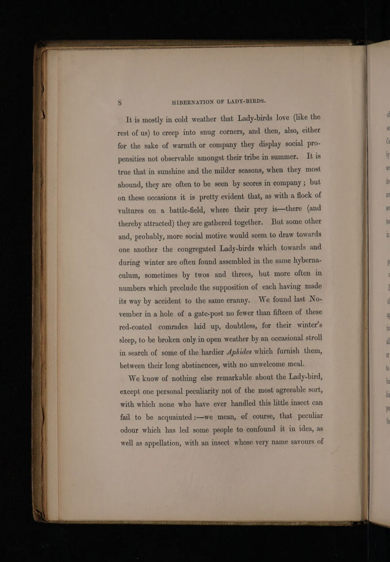 HIBERNATION OF LADY-BIRDS. rest of us) to creep into snug corners, and then, also, either for the sake of warmth or company they display social pro- pensities not observable amongst their tribe in summer. It is true that in sunshine and the milder seasons, when they most abound, they are often to be seen by scores in company ; but on these occasions it is pretty evident that, as with a flock of vultures on a battle-field, where their prey is—there (and thereby attracted) they are gathered together. But some other and, probably, more social motive would seem to draw towards one another the congregated Lady-birds which towards and during winter are often found assembled in the same hyberna- culum, sometimes by twos and threes, but more often in numbers which preclude the supposition of each having made its way by accident to the same cranny. We found last No- vember in a hole of a gate-post no fewer than fifteen of these red-coated comrades laid up, doubtless, for their winter’s sleep, to be broken only in open weather by an occasional stroll in search of some of the hardier Aphzdes which furnish them, between their long abstinences, with no unwelcome meal. We know of nothing else remarkable about the Lady-bird, except one personal peculiarity not of the most agreeable sort, with which none who have ever handled this little insect can fail to be acquainted :—we mean, of course, that peculiar odour which has led some people to confound it in idea, as well as appellation, with an insect whose very name savours of e CHA eee “SOPOT CECPLOELE PA PEREOD DEDEDE ERERREOR ER: wm Tere phat eae Sty Tebebt ehh tH Tee EY 4 tHe t t ‘ ia t { ShREES ELE PHT COUPER EEE TEPPER PEPE E EE HEH PHEEH! byeyayeee