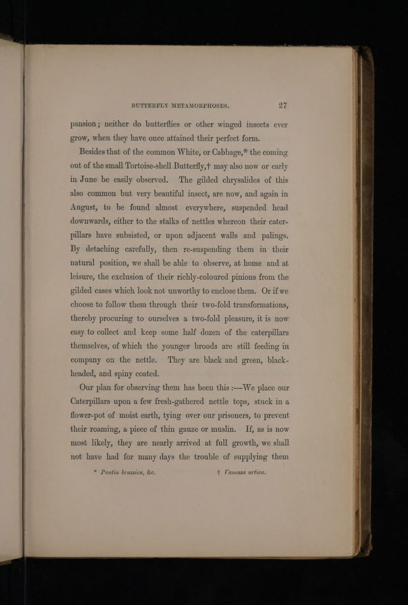 pansion ; neither do butterflies or other winged insects ever grow, when they have once attained their perfect form. Besides that of the common White, or Cabbage,* the coming out of the small Tortoise-shell Butterfly,+ may also now or early in June be easily observed. The gilded chrysalides of this also common but very beautiful insect, are now, and again in August, to be found almost everywhere, suspended head downwards, either to the stalks of nettles whereon their cater- pillars have subsisted, or upon adjacent walls and _palings. By detaching carefully, then re-suspending them in their natural position, we shall be able to observe, at home and at leisure, the exclusion of their richly-coloured pinions from the gilded cases which look not unworthy to enclose them. Or if we choose to follow them through their two-fold transformations, thereby procuring to ourselves a two-fold pleasure, it is now easy to collect and keep some half dozen of the caterpillars themselves, of which the younger broods are still feeding in company on the nettle. They are black and green, black- headed, and spiny coated. Our plan for observing them has been this :--We place our Caterpillars upon a few fresh-gathered nettle tops, stuck in a flower-pot of moist earth, tying over our prisoners, to prevent their roaming, a piece of thin gauze or muslin. If, as is now most likely, they are nearly arrived at full growth, we shall not have had for many days the trouble of supplying them * Pontia brassica, &amp;e. + Vanessa urtica.