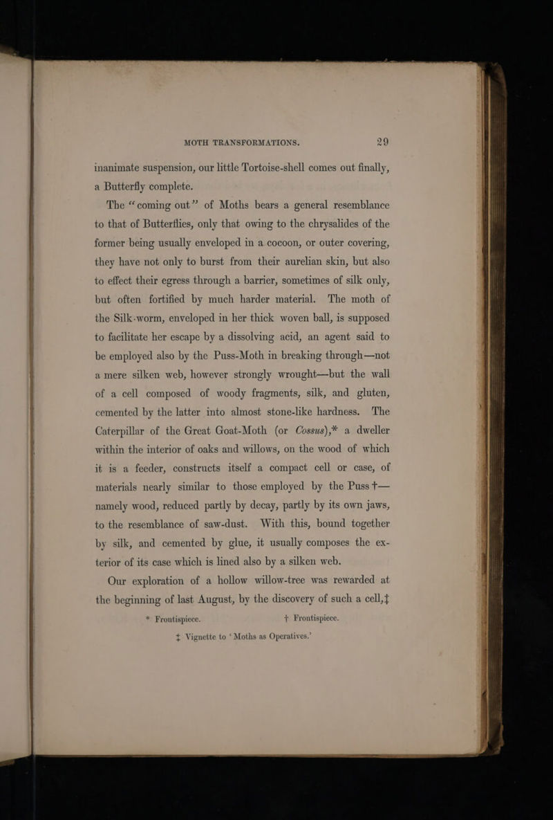 inanimate suspension, our little Tortoise-shell comes out finally, a Butterfly complete. The “coming out” of Moths bears a general resemblance to that of Butterflies, only that owing to the chrysalides of the former being usually enveloped in a cocoon, or outer covering, they have not only to burst from their aurelian skin, but also to effect their egress through a barrier, sometimes of silk only, but often fortified by much harder material. The moth of the Silk-worm, enveloped in her thick woven ball, is supposed to facilitate her escape by a dissolving acid, an agent said to be employed also by the Puss-Moth in breaking through—not a mere silken web, however strongly wrought—but the wall of a cell composed of woody fragments, silk, and gluten, cemented by the latter into almost stone-like hardness. The Caterpillar of the Great Goat-Moth (or Cossus),* a dweller within the interior of oaks and willows, on the wood of which it is a feeder, constructs itself a compact cell or case, of materials nearly similar to those employed by the Puss t— namely wood, reduced partly by decay, partly by its own jaws, to the resemblance of saw-dust. With this, bound together by silk, and cemented by glue, it usually composes the ex- terior of its case which is lined also by a silken web. Our exploration of a hollow willow-tree was rewarded at the beginning of last August, by the discovery of such a cell,} * Frontispiece. + Frontispiece. t Vignette to ‘Moths as Operatives.’