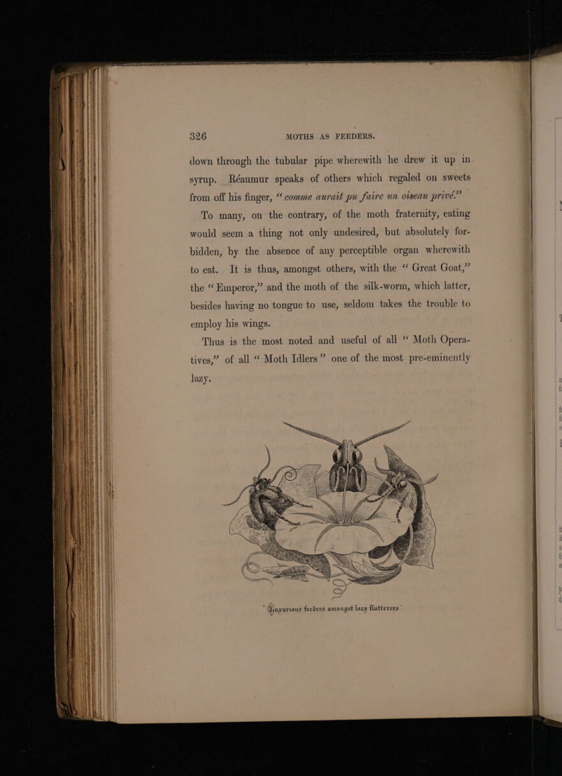 Saat SESS eee et 326 MOTHS AS FEEDERS. down through the tubular pipe wherewith he drew it up in syrup. Réaumur speaks of others which regaled on sweets from off his finger, “comme aurait pu faire un oiseau privé.” To many, on the contrary, of the moth fraternity, eating would seem a thing not only undesired, but absolutely for- bidden, by the absence of any perceptible organ wherewith to eat. It is thus, amongst others, with the “ Great Goat,” the “Emperor,” and the moth of the silk-worm, which latter, besides having no tongue to use, seldom takes the trouble to employ his wings. Thus is the most noted and useful of all “ Moth Opera- tives,” of all “ Moth Idlers” one of the most pre-eminently lazy. ugurwus feeders amorayst Inzn flutterers ”