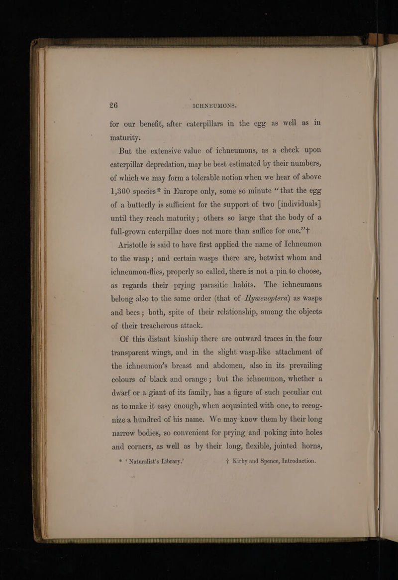 for our benefit, after caterpillars in the egg as well as in maturity. But the extensive value of ichneumons, as a check upon caterpillar depredation, may be best estimated by their numbers, of which we may form a tolerable notion when we hear of above 1,300 species* in Europe only, some so minute “ that the egg of a butterfly is sufficient for the support of two [individuals | until they reach maturity; others so large that the body of a full-grown caterpillar does not more than suffice for one.”’+ Aristotle is said to have first applied the name of Ichneumon to the wasp ; and certain wasps there are, betwixt whom and ichneumon-flies, properly so called, there is not a pin to choose, as regards their prying parasitic habits. The ichneumons belong also to the same order (that of Hymenoptera) as wasps and bees; both, spite of their relationship, among the objects of their treacherous attack. Of this distant kinship there are outward traces in the four transparent wings, and in the slight wasp-like attachment of the ichneumon’s breast and abdomen, also in its prevailing colours of black and orange; but the ichneumon, whether a dwarf or a giant of its family, has a figure of such peculiar cut as to make it easy enough, when acquainted with one, to recog- nize a hundred of his name. We may know them by their long narrow bodies, so convenient for prying and poking into holes and corners, as well as by their long, flexible, jointed horns, * ©Naturalist’s Library.’ + Kirby and Spence, Introduction.