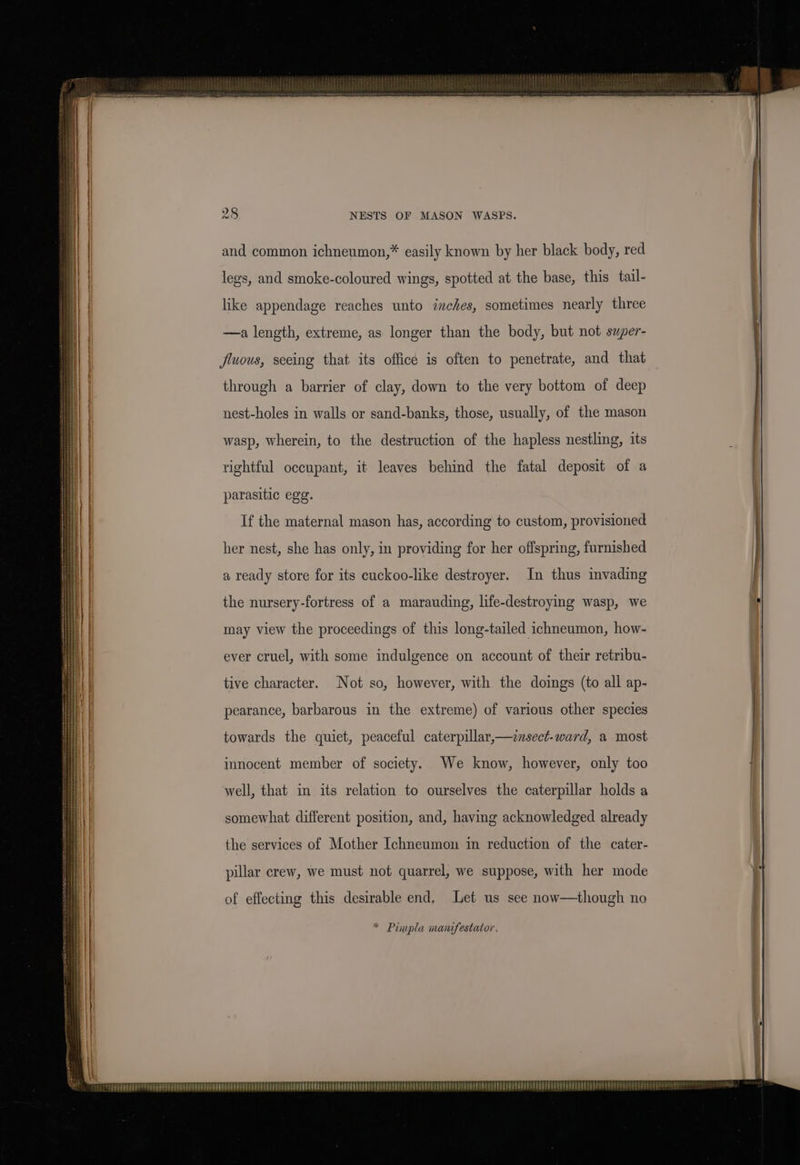 NESTS OF MASON WASPS. and common ichneumon,* easily known by her black body, red like appendage reaches unto inches, sometimes nearly three —a length, extreme, as longer than the body, but not saper- jluous, seeing that its officé is often to penetrate, and that through a barrier of clay, down to the very bottom of deep nest-holes in walls or sand-banks, those, usually, of the mason wasp, wherein, to the destruction of the hapless nestling, its rightful occupant, it leaves behind the fatal deposit of a parasitic egg. If the maternal mason has, according to custom, provisioned her nest, she has only, in providing for her offspring, furnished a ready store for its cuckoo-like destroyer. In thus invading the nursery-fortress of a marauding, life-destroying wasp, we may view the proceedings of this long-tailed ichneumon, how- ever cruel, with some indulgence on account of their retribu- tive character. Not so, however, with the doings (to all ap- pearance, barbarous in the extreme) of various other species towards the quiet, peaceful caterpillar,—znsect-ward, a most imnocent member of society. We know, however, only too well, that in its relation to ourselves the caterpillar holds a somewhat different position, and, having acknowledged already the services of Mother Ichneumon in reduction of the cater- pillar crew, we must not quarrel, we suppose, with her mode of effecting this desirable end, Let us see now—though no * Pimpla manifestator. MITA RL PELECPEPT HEP RRP PEPER PTET EEE FT PPPREEEP ETD EEEEE TOPE EEE PPT CEP PY ERS BEEBE EP PEP EPP ETE EEE EE EE PEE EE EB eet