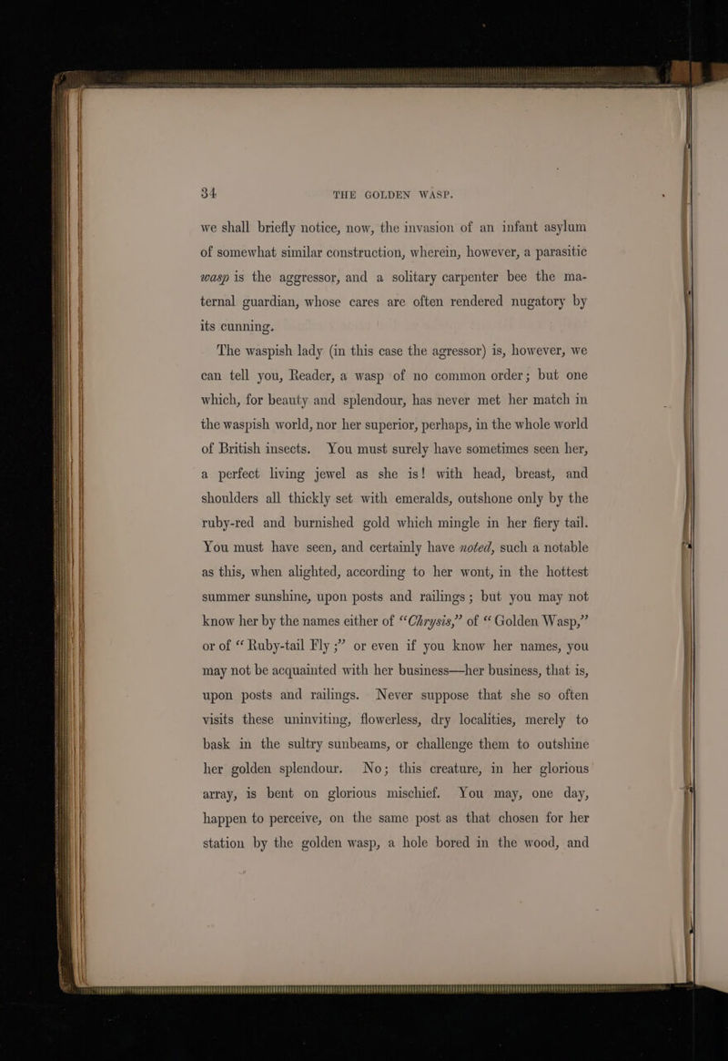 © we shall briefly notice, now, the invasion of an infant asylum of somewhat similar construction, wherein, however, a parasitic wasp is the aggressor, and a solitary carpenter bee the ma- ternal guardian, whose cares are often rendered nugatory by its cunning. The waspish lady (in this case the agressor) is, however, we can tell you, Reader, a wasp of no common order; but one which, for beauty and splendour, has never met her match in the waspish world, nor her superior, perhaps, in the whole world of British insects. You must surely have sometimes seen her, a perfect living jewel as she is! with head, breast, and shoulders all thickly set with emeralds, outshone only by the You must have seen, and certainly have zoted, such a notable as this, when alighted, according to her wont, in the hottest summer sunshine, upon posts and railings; but you may not know her by the names either of “Chrysis,” of Golden Wasp,” or of “ Ruby-tail Fly ;” or even if you know her names, you may not be acquainted with her business—her business, that is, upon posts and railings. Never suppose that she so often visits these uninviting, flowerless, dry localities, merely to bask in the sultry sunbeams, or challenge them to outshine her golden splendour. No; this creature, in her glorious array, is bent on glorious mischief. You may, one day, happen to perceive, on the same post as that chosen for her station by the golden wasp, a hole bored in the wood, and BD “OLHEPER EY © PPT REEHT FODEEEPEEED BU PRPEEPEEPPETT EP EP REEE REPRE AEE PI DPRELT FLED PEPEEET EEE FE EERE REE ETAT GT EEPEP ETF ETH EPECEP ETE EET FET EEPE EET TED ET EBGEEEEE TET EE EE TTP TP eet