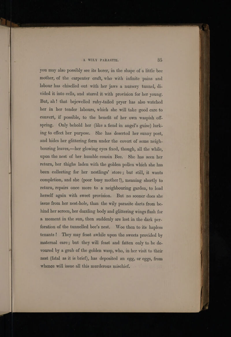 you may also possibly see its borer, in the shape of a little bee mother, of the carpenter craft, who with infinite pains and labour has chiselled out with her jaws a nursery tunnel, di- vided it into cells, and stored it with provision for her young. But, ah! that bejewelled ruby-tailed pryer has also watched her in her tender labours, which she will take good care to convert, if possible, to the benefit of her own waspish off- spring. Only behold her (like a fiend in angel’s guise) lurk- ing to effect her purpose. She has deserted her sunny post, and hides her glittering form under the covert of some neigh- bouring leaves,—her glowing eyes fixed, though, all the while, upon the nest of her humble cousin Bee. She has seen her return, her thighs laden with the golden pollen which she has been collecting for her nestlings’ store; but still, it wants return, repairs once more to a neighbouring garden, to load herself again with sweet provision. But no sooner does she issue from her nest-hole, than the wily parasite darts from be- hind her screen, her dazzling body and glittering wings flash for a moment in the sun, then suddenly are lost in the dark per- foration of the tunnelled bee’s nest. Woe then to its hapless tenants! They may feast awhile upon the sweets provided by maternal care; but they will feast and fatten only to be de- voured by a grub of the golden wasp, who, in her visit to their nest (fatal as it is brief), has deposited an egg, or eggs, from whence will issue all this murderous mischief.