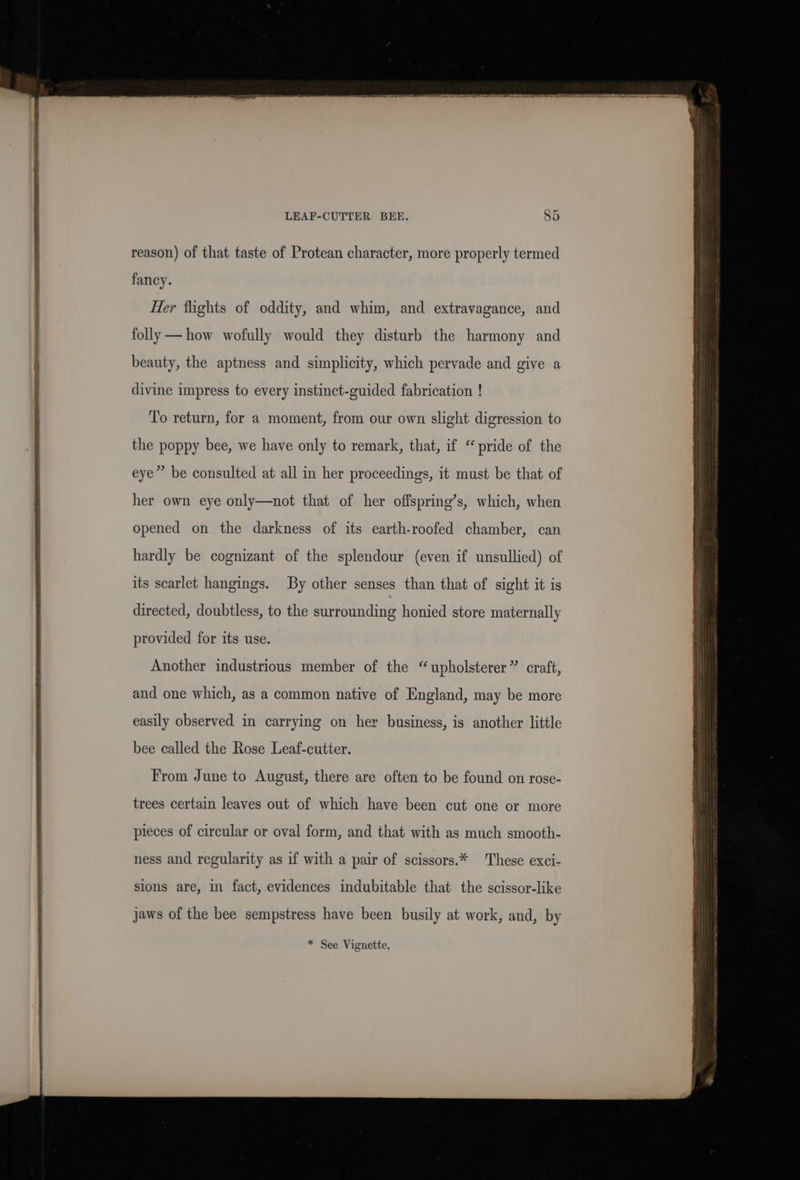 LEAF-CUTTER BEE. SS reason) of that taste of Protean character, more properly termed fancy. Her fights of oddity, and whim, and extravagance, and folly —how wofully would they disturb the harmony and beauty, the aptness and simplicity, which pervade and give a divine impress to every instinct-guided fabrication ! To return, for a moment, from our own slight digression to the poppy bee, we have only to remark, that, if “pride of the eye” be consulted at all in her proceedings, it must be that of her own eye only—not that of her offspring’s, which, when opened on the darkness of its earth-roofed chamber, can hardly be cognizant of the splendour (even if unsullied) of its scarlet hangings. By other senses than that of sight it is directed, doubtless, to the surrounding honied store maternally provided for its use. Another industrious member of the “upholsterer” craft, and one which, as a common native of England, may be more easily observed in carrying on her business, is another little bee called the Rose Leaf-cutter. From June to August, there are often to be found on rose- trees certain leaves out of which have been cut one or more pieces of circular or oval form, and that with as much smooth- ness and regularity as if with a pair of scissors.* These exci- sions are, in fact, evidences indubitable that the scissor-like jaws of the bee sempstress have been busily at work, and, by * See Vignette,