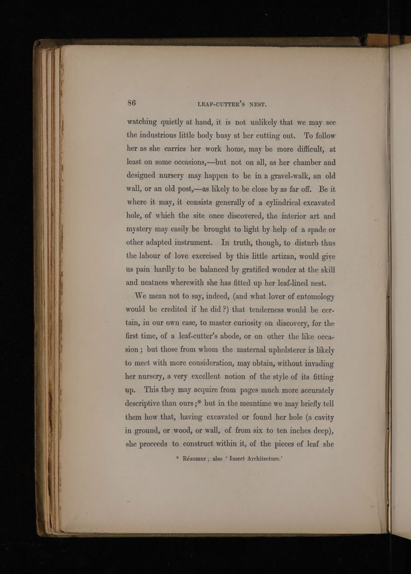watching quietly at hand, it is not unlikely that we may see the industrious little body busy at her cutting out. To follow her as she carries her work home, may be more difficult, at least on some occasions,—but not on all, as her chamber and designed nursery may happen to be in a gravel-walk, an old wall, or an old post,—as likely to be close by as far off. Be it where it may, it consists generally of a cylindrical excavated hole, of which the site once discovered, the interior art and mystery may easily be brought to light by help of a spade or other adapted instrument. In truth, though, to disturb thus the labour of love exercised by this little artizan, would give us pain hardly to be balanced by gratified wonder at the skill and neatness wherewith she has fitted up her leaf-lined nest. We mean not to say, indeed, (and what lover of entomology would be credited if he did?) that tenderness would be cer- tain, in our own case, to master curiosity on discovery, for the first time, of a leaf-cutter’s abode, or on other the like occa- sion ; but those from whom the maternal upholsterer is likely to meet with more consideration, may obtain, without invading her nursery, a very excellent notion of the style of its fitting up. This they may acquire from pages much more accurately descriptive than ours ;* but in the meantime we may briefly tell them how that, having excavated or found her hole (a cavity in ground, or wood, or wall, of from six to ten inches deep), she proceeds to construct within it, of the pieces of leaf she * Réaumur ; also ‘ Insect Architecture.’