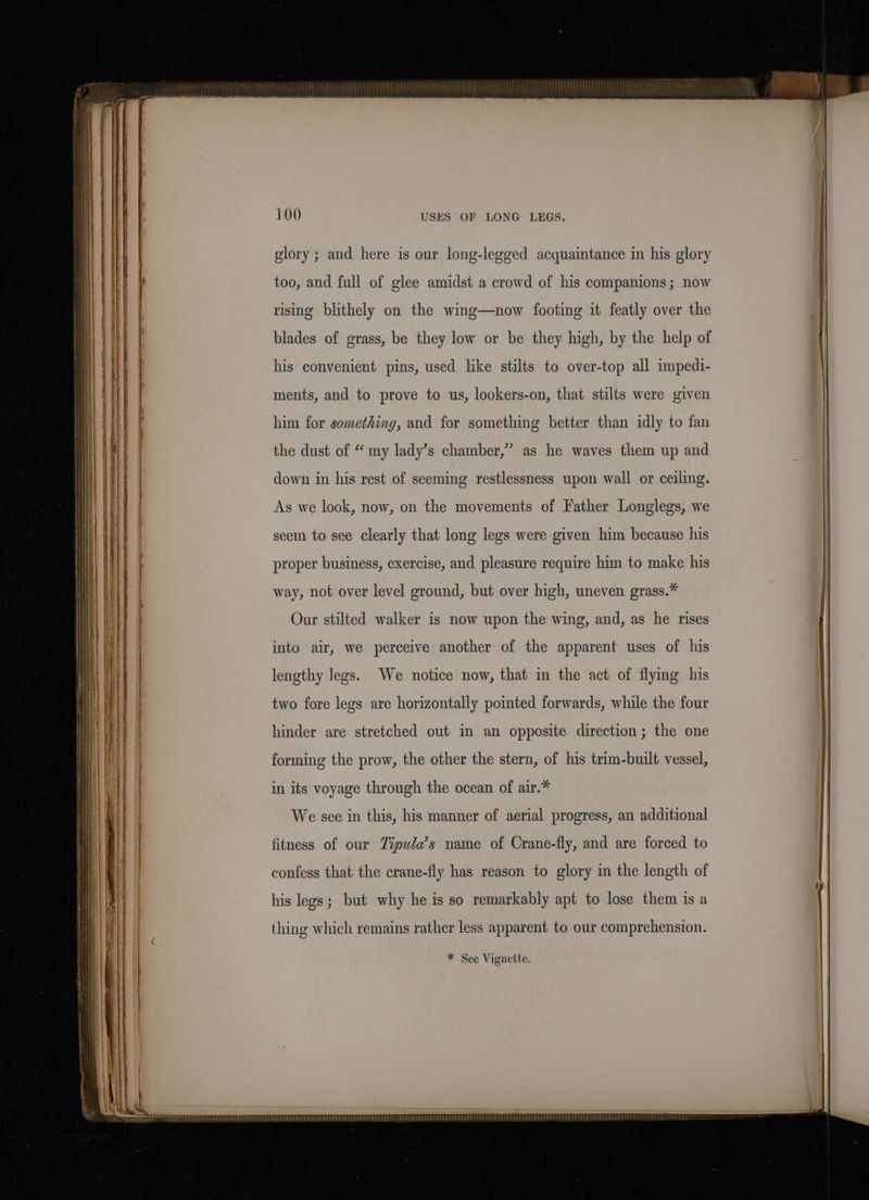glory ; and here is our long-legged acquaintance in his glory too, and full of glee amidst a crowd of his companions; now rising blithely on the wing—now footing it featly over the blades of grass, be they low or be they high, by the help of his convenient pins, used like stilts to over-top all impedi- ments, and to prove to us, lookers-on, that stilts were given him for something, and for something better than idly to fan the dust of “ my lady’s chamber,” as he waves them up and down in his rest of seeming restlessness upon wall or ceiling. As we look, now, on the movements of Father Longlegs, we seem to see clearly that long legs were given him because his proper business, exercise, and pleasure require him to make his way, not over level ground, but over high, uneven grass.* Our stilted walker is now upon the wing, and, as he rises into air, we perceive another of the apparent uses of his lengthy legs. We notice now, that in the act of flymg his two fore legs are horizontally pointed forwards, while the four hinder are stretched out in an opposite direction; the one forming the prow, the other the stern, of his trim-built vessel, in its voyage through the ocean of air.* We see in this, his manner of aerial progress, an additional fitness of our Zipula’s name of Crane-fly, and are forced to confess that the crane-fly has reason to glory in the length of his legs; but why he is so remarkably apt to lose them is a thing which remains rather less apparent to our comprehension. * See Vignette.