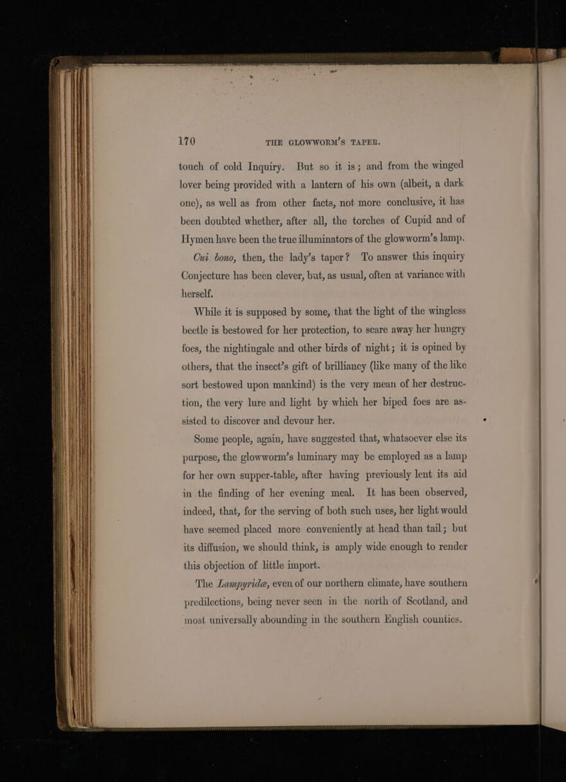 THE GLOWWORM’S TAPER. touch of cold Inquiry. But so it is; and from the winged lover being provided with a lantern of his own (albeit, a dark one), as well as from other facts, not more conclusive, it has been doubted whether, after all, the torches of Cupid and of Hymen have been the true illuminators of the glowworm’s lamp. Cui bono, then, the lady’s taper? To answer this inquiry Conjecture has been clever, but, as usual, often at variance with herself. While it is supposed by some, that the light of the wingless beetle is bestowed for her protection, to scare away her hungry foes, the nightingale and other birds of night; it is opimed by others, that the insect’s gift of brilliancy (like many of the like sort bestowed upon mankind) is the very mean of her destruc- tion, the very lure and light by which her biped foes are as- sisted to discover and devour her. Some people, again, have suggested that, whatsoever else its purpose, the glowworm’s luminary may be employed as a lamp for her own supper-table, after having previously lent its aid in the finding of her evening meal. It has been observed, indeed, that, for the serving of both such uses, her light would have seemed placed more conveniently at head than tail; but its diffusion, we should think, is amply wide enough to render this objection of little import. The Lampyrida, even of our northern climate, have southern predilections, being never seen in the north of Scotland, and most universally abounding in the southern Knglish counties.