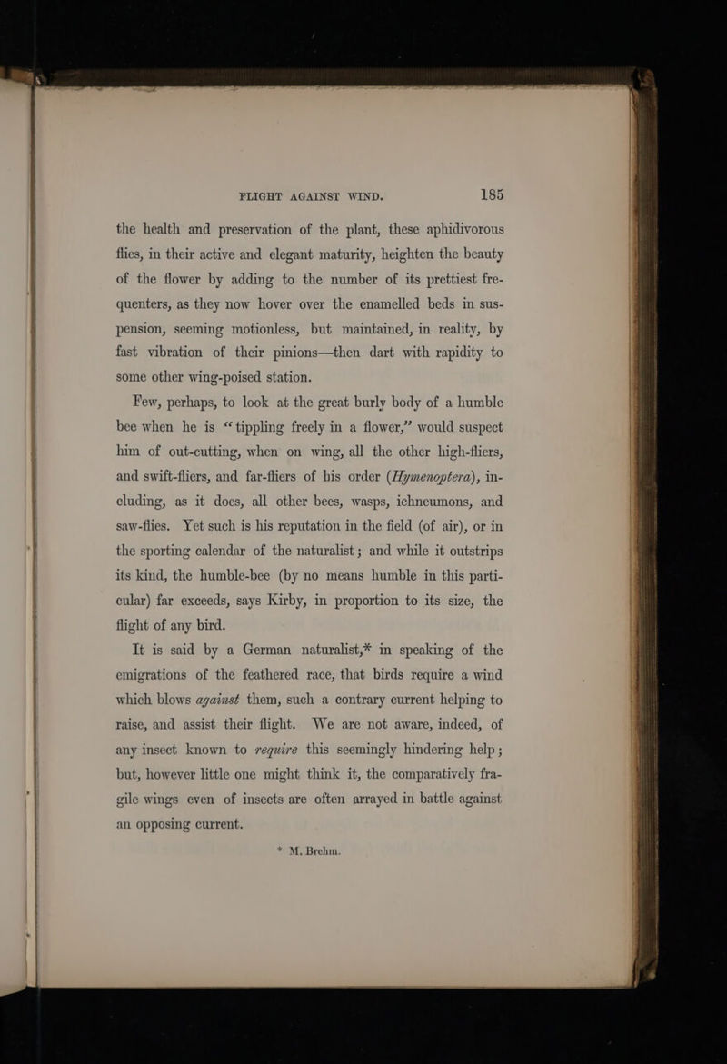 the health and preservation of the plant, these aphidivorous flies, in their active and elegant maturity, heighten the beauty of the flower by adding to the number of its prettiest fre- quenters, as they now hover over the enamelled beds in sus- pension, seeming motionless, but maintained, in reality, by fast vibration of their pinions—then dart with rapidity to some other wing-poised station. Few, perhaps, to look at the great burly body of a humble bee when he is “ tippling freely in a flower,” would suspect him of out-cutting, when on wing, all the other high-fliers, and swift-fliers, and far-fliers of bis order (Hymenoptera), in- cluding, as it does, all other bees, wasps, ichneumons, and saw-flies. Yet such is his reputation in the field (of air), or in the sporting calendar of the naturalist; and while it outstrips its kind, the humble-bee (by no means humble in this parti- cular) far exceeds, says Kirby, in proportion to its size, the flight of any bird. It is said by a German naturalist,* in speaking of the emigrations of the feathered race, that birds require a wind which blows against them, such a contrary current helping to raise, and assist their flight. We are not aware, indeed, of any insect known to require this seemingly hindering help ; but, however little one might think it, the comparatively fra- gile wings even of insects are often arrayed in battle against an Opposing current. * M, Brehm.
