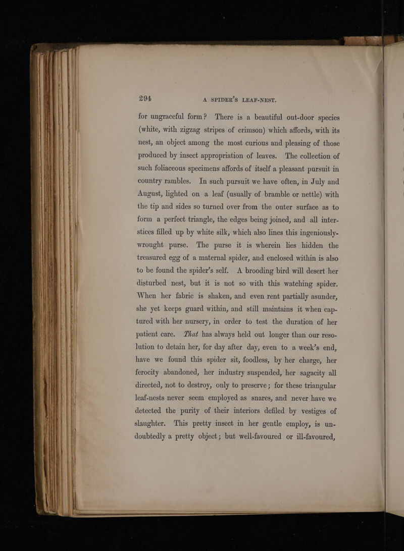 ———= for ungraceful form? There is a beautiful out-door species (white, with zigzag stripes of crimson) which affords, with its nest, an object among the most curious and pleasing of those produced by insect appropriation of leaves. The collection of such foliaceous specimens affords of itself a pleasant pursuit in country rambles. In such pursuit we have often, in July and August, lighted on a leaf (usually of bramble or nettle) with the tip and sides so turned over from the outer surface as to form a perfect triangle, the edges being joined, and all inter- stices filled up by white silk, which also lines this ingeniously- wrought purse. The purse it is wherein lies hidden the treasured egg of a maternal spider, and enclosed within is also to be found the spider’s self. A brooding bird will desert her disturbed nest, but it is not so with this watching spider. When her fabric is shaken, and even rent partially asunder, she yet keeps guard within, and still maintains it when cap- tured with her nursery, in order to test the duration of her patient care. hat has always held out longer than our reso- lution to detain her, for day after day, even to a week’s end, have we found this spider sit, foodless, by her charge, her ferocity abandoned, her industry suspended, her sagacity all directed, not to destroy, only to preserve; for these triangular leaf-nests never seem employed as snares, and never have we detected the purity of their interiors defiled by vestiges of slaughter. This pretty insect in her gentle employ, is un- doubtedly a pretty object; but well-favoured or ill-favoured,