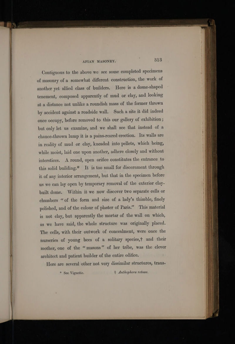 APIAN MASONRY. 3138 Contiguous to the above we see some completed specimens of masonry of a somewhat different construction, the work of another yet allied class of builders. Here is a dome-shaped tenement, composed apparently of mud or clay, and looking at a distance not unlike a roundish mass of the former thrown by accident against a roadside wall. Such a site it did indeed once occupy, before removed to this our gallery of exhibition ; but only let us examine, and we shall see that instead of a chance-thrown lump it is a pains-reared erection. Its walls are in reality of mud or clay, kneaded into pellets, which being, while moist, laid one upon another, adhere closely and without interstices. A round, open orifice constitutes the entrance to this solid building.* It is too small for discernment through it of any interior arrangement, but that in the specimen before us we can lay open by temporary removal of the exterior clay- built dome. Within it we now discover two separate cells or chambers “of the form and size of a lady’s thimble, finely polished, and of the colour of plaster of Paris.” ‘This material is not clay, but apparently the mortar of the wall on which, as we have said, the whole structure was originally placed. The cells, with their outwork of concealment, were once the nurseries of young bees of a solitary species,t and their mother, one of the “masons” of her tribe, was the clever architect and patient builder of the entire edifice. Here are several other not very dissimilar structures, trans- * See Vignette. + Anthophora retusa.