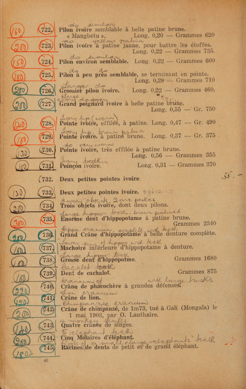 os. we vy a Pilon ivoire sper 2,5 belle patine brune. « Mangbetu ». csp 0,20 — Grammes 620 OO oy A tlie f Pilon ivoire ‘a pau jaune, pour battre les étoffes. Long. 0,22 — Grammes 735. Pilon environ semblable. Long. 0,22 — Grammes 600 Ae Hie. Pilon a peu pres semblable, se terminant en pointe. Long. 0,28°— Grammes 710 ee (ae af pilon ivoire. Long. 0,22 — Grammes 460. = ee. 7 intake fd ivoire a belle patine ‘brute. | LE Long. 0,55 — Gr. 750 a Gre TA Av (x sO my. | 42 (us Laka: a fes)| Pointe ee effilée, 4 patine. Long. 0,47 — Gr. 490 _ rf @ nae es ire, a reir ‘rune. Long. 0,37 — Gr. 375. ; 5 VE Aaron i | 13 Pointe ivoire, trés effilée a patine brune. 3 3d 30). ie Long. 0,56 — Grammes 300 : ae hi eae a lie Poincon ivoire. . Long. 0,31 — Grammes 370 (732. Deux petites pointes ivoire. ae i (yd) (733) Deux nee pointes ivoire. 89 ia | ‘Bas objec AK, Dene int ca | (9) (734) Trois 0 jets ivoire, dont pele pilons. | Sena danrat Auppe~ dowten., broww polred eee Enanne dent d’hippopotame a dete brune. pe 3&amp; Grammnes 2340 PNA. AAAMM OS fippe deg Grand ‘Crane d’hippopo fe; Py ‘Pelle denture complete. hi e: tauteu Z Ant of ? By “POF Aw be. le 4 Ab i Co) (37) pono infér ar e hippos a denture. Grosse aad d’ Eth ook ote Grammes 1680 Boe vlel Jeete, | | Dent de cachalot. Grammes 875 rob em ARAL ef art. j Smee es. LAV . Crane de ph cochére a einen sa defenses AST &amp; a’ QUALA AA py) < Crane de lion. . warthoon/%,2¢@ LNOTMALrm) § Crane de chimpanzé, de 1m73, tué a Gali (Mongala) le 4 1 mai 1903, par O. Lauthaire. . ieee ‘ake ber Guatre “cranes e singes. S elepheo db dears ee cay e Cing Molaires d’élé hant, ae Wass he ae AL Biedlte e dents de oe ‘et! de grand éléphant. at ae