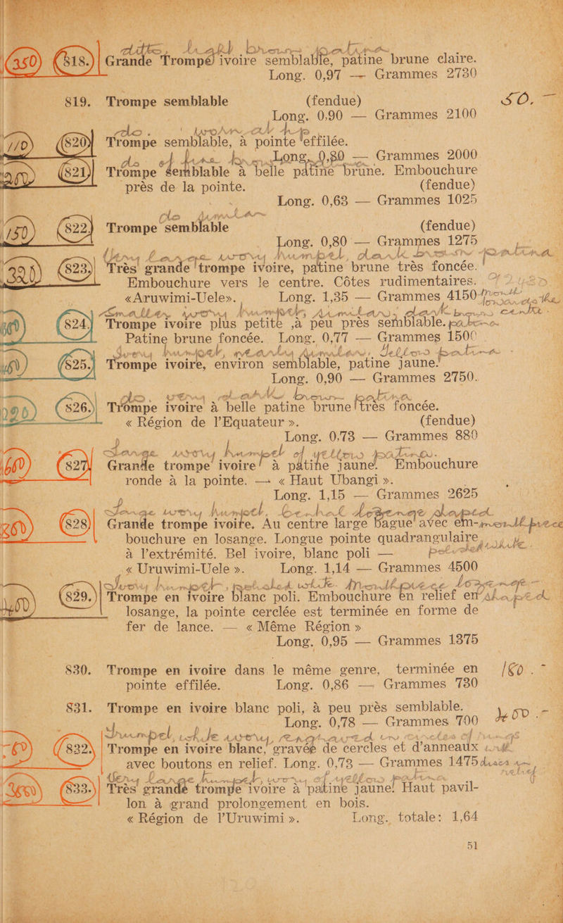 Pico Aad oh Saar Ne MR iat ore TR UR dB 0 ts Taal AY NS re OSI ek Caen Ne aN OW a) all ae SIAL DENT Si ete ee ya mits A OR Pa a aad SNC Ad Rate lie ag ga a itn he A so ype “ ’ a aay *? oes |p tdi, aR) bres joortiin oe | Grande Teomge aire semblatle 3 Hatine brune claire. as i ie Se a, Long. 0,97 — Grammes 2780 er” 13 819. Trompe semblable (fendue) SOT Long. 0,90 — Grammes 2100 lo . Nie OU sain ab Ble, a ointe Reece, rae ong, 0,80 — ee 2000. Trompe 7 eri Iblable a belle natne brune. Embouchure prés de la pee | (fendue) Long. 0,68 — Grammes 1025 ‘wheat | yee vo P Trompe ole dura | | | (fendue) is . | ong. A 80 ‘= 'Gra $0127 6 \ a ee : bee ‘ Yow yo sel Kase aro NANA bel, ol MAAN Naas how sabi isis grande 'trompe ivoire, pa ine wrune tres Rancée” Embouchure vers le centre. Cotes rudimentaires. “2 / 2p. «Aruwimi-Uele». pong 1,35 — Grammes A150 aot ihe, ’ : “own. tA, LE. AE y | LEN Ahi POT, A an Lan PEE SY ok beret <n 60) | (wi) Trompe sep plus acne eh A ae Gert het HBTS poa bios — Patine brune foncée. Long. 0, “ — Grammes 150° . | FF tg Wik, VE has is Pave iy WOT Ae blood po | rie Trompe. ivoire, environ semb able, patine jaune. | Long. 0, 9) — Grammes 2750. KD. OE PO a Cer Me AT VAS po RAN AR Tr ‘ompe ivoire j belle ‘patine brune fee foncée. is « Région de )Equateur ». (fendue) pi Longe. 0,73 — Grammes 88? pee Savge SAYS uf ae oe APE vel CELLO. 5 pateno. : i Grande trompe. ivoire! a p Ati e jaune. Embouchure | fins ronde a la pointe. — « Haut Ubangi ». bs a viens a ae en 15 —’ Grammes 2625 . i) oe € KASS ef Nur ba es i ° Grande trompe ivoite. i Mies eae AoE! © long “ae aera eee bouchure en losange. Longue pointe quadrangulaire, he a Vextrémité. Bel ivoire, blane poli — pel heh Ba: of vee Uele ». Long. 1,14 — Grammes 4500 afeoixy a nfo’ eh poetahed ike: Anode Wik, Aer Lease ieee his. io ey (339.)| ‘Trompe en fvo1 oire eee poli. Embouchure en relief er/aha pe OG. losange, la pointe cerclée est terminée en roe de fer de lance. — «Méme Région » Long. 0:95) = Graines 1375 a a A eg ED ba \ $30. Trompe en ivoire dans. le méme genre, terminée en [Cpe | % pointe effilée. Long. 0,86 — Grammes 730 ay S31. Trompe en ivoire lant poli, &amp; peu prés semblable. 50 Fr} J peas 0,78 — iene 700 dM A hecmpel, uch, le AAYO™ eq, 4 Suk LT. OA of etuntipsh Trompe en ivoire blanc, eee te ‘cercles et d’ anneaux ull, iar ee en me Long. 9 oo Sais 1475 dass Oe en £ AAAS a 1 efake ae AAS ro} Lg i) “ha Tres grands trompe Shite a oye es seine Hane ‘pavil- | a | lon, a grand proloneement en bois. a ~« Région de PUruwimi ». Long. totale: 1,64 % | 3 ae