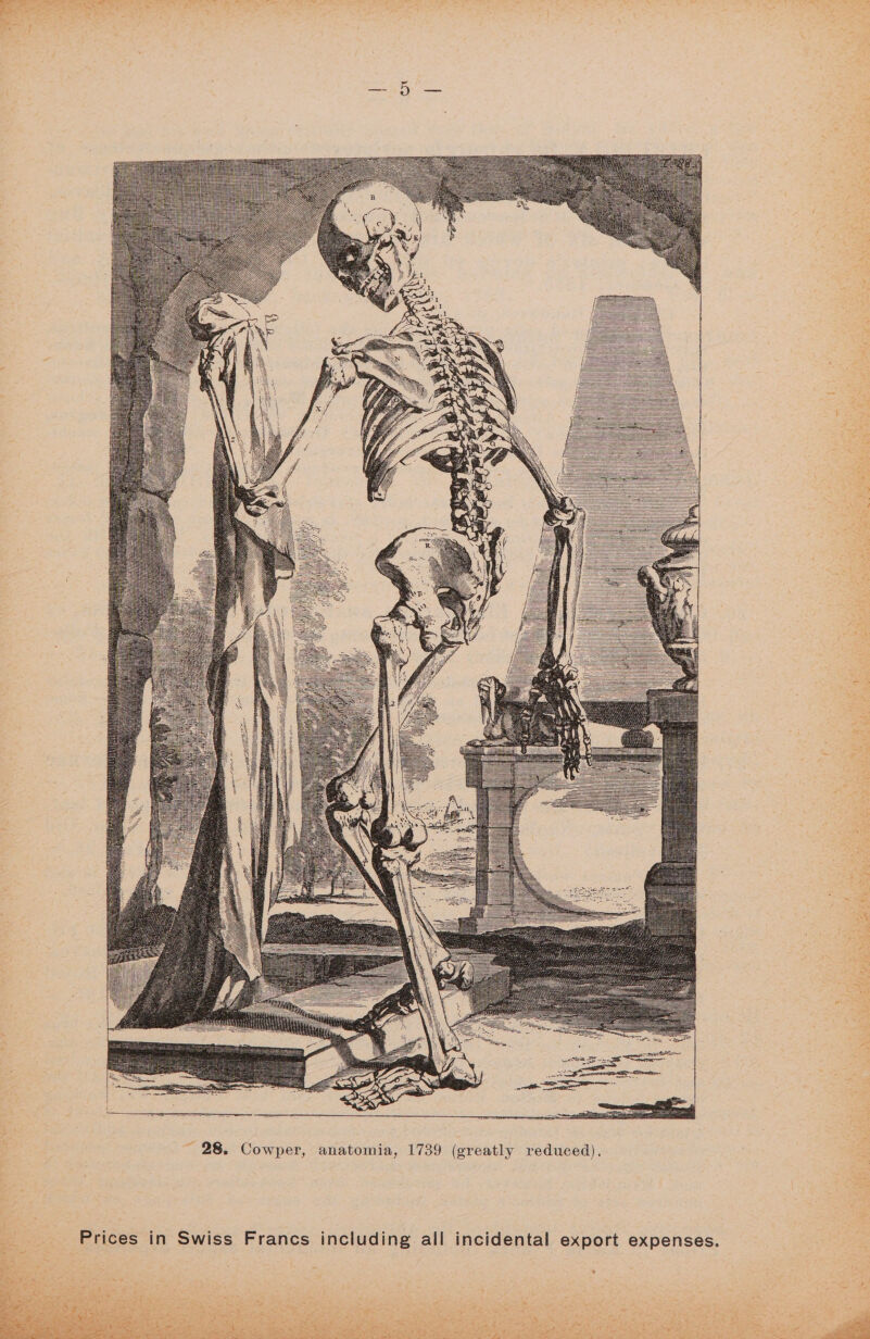 ‘s A Sn \ WAN N 4 Fy : \ N hy j Re tN \ \ — ee BoA Los wv l \ ' 28. Cowper, anatomia, 1739 (greatly reduced). “L
