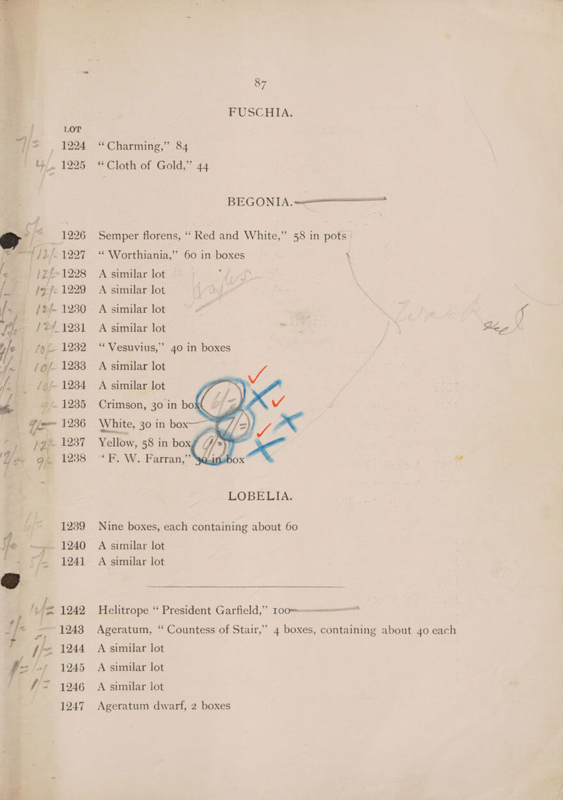 Wis - 1994 u/ 1998 a 2 1996 et 2/1297 fe | 1Zf-1298 ) afe 1229 ye fey- 1230 fe; 124-1281 Jef 1282 WY! fof. 1288 Het (of 1234 F s 1235 Fle 1236 a pg 1237 You Gj, 1238 1239 4 ha 1240 je 1249 the 1243 % : diz 1244 87 PUSCHTIA, “Charming,” 84 * Cloth of Gold,” 44 BEGONIA. = Semper florens, ‘“‘ Red and White,” 58 in pots “ Worthiania,”’ 60 in-boxes \ eo A similar lot A similar lot A similar lot A similar lot ‘Vesuvius,’ 40 in boxes A similar lot A similar lot Crimson, 30 in box AP Yellow, 38 in boxf / — “© Ry W. Farran,” 5 LOBELIA. Nine boxes, each containing about 60 A similar lot A similar lot Helitrope ‘“ President Garfield,” 100= Ageratum, “ Countess of Stair,” 4 boxes, containing about 40 each A similar lot A similar lot A similar lot Ageratum dwarf, 2 boxes